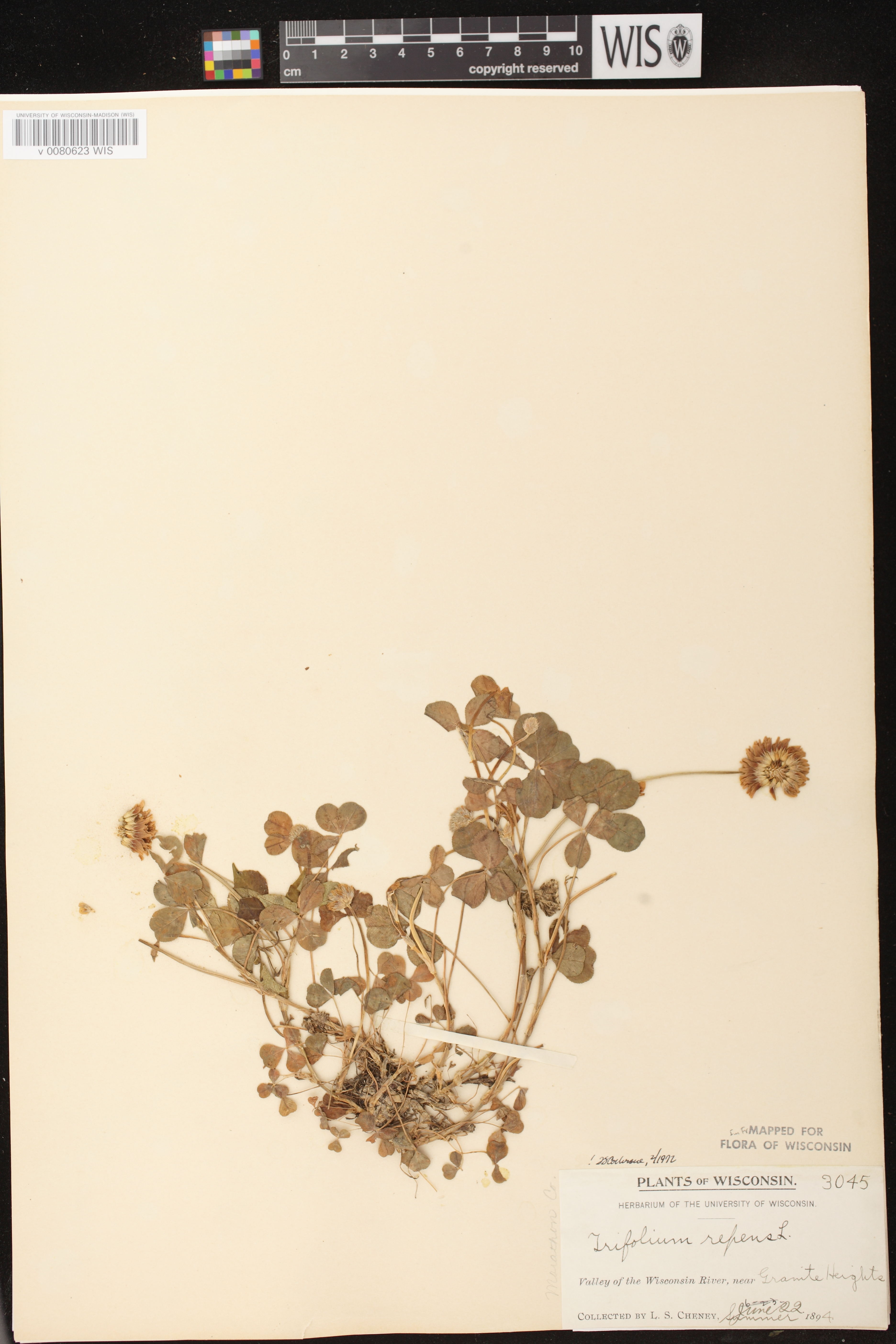 Trifolium repens image