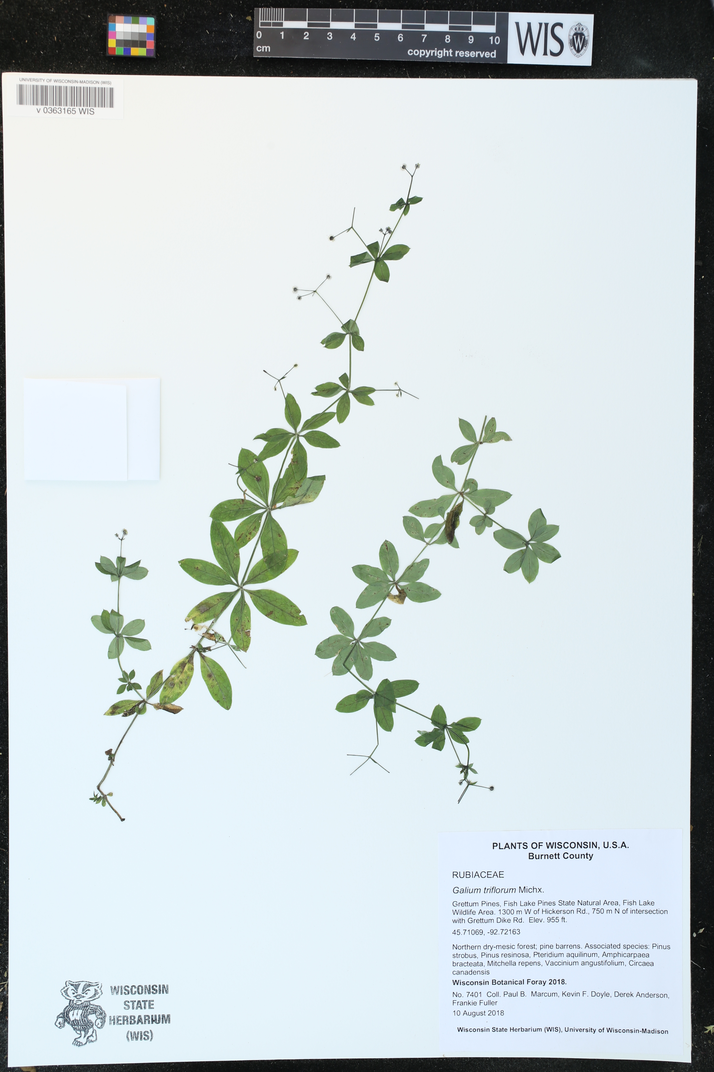 Galium triflorum image