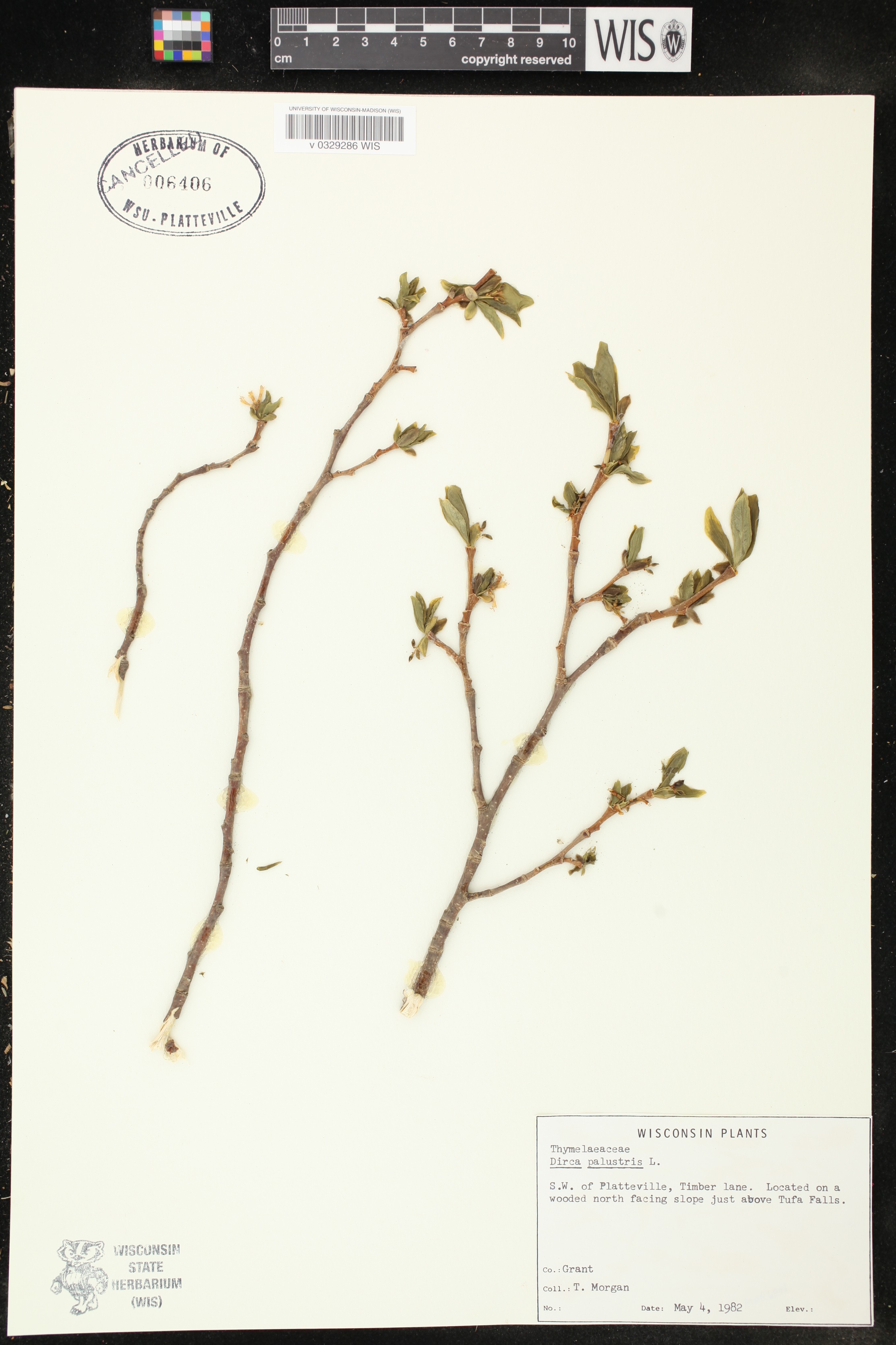 Dirca palustris image