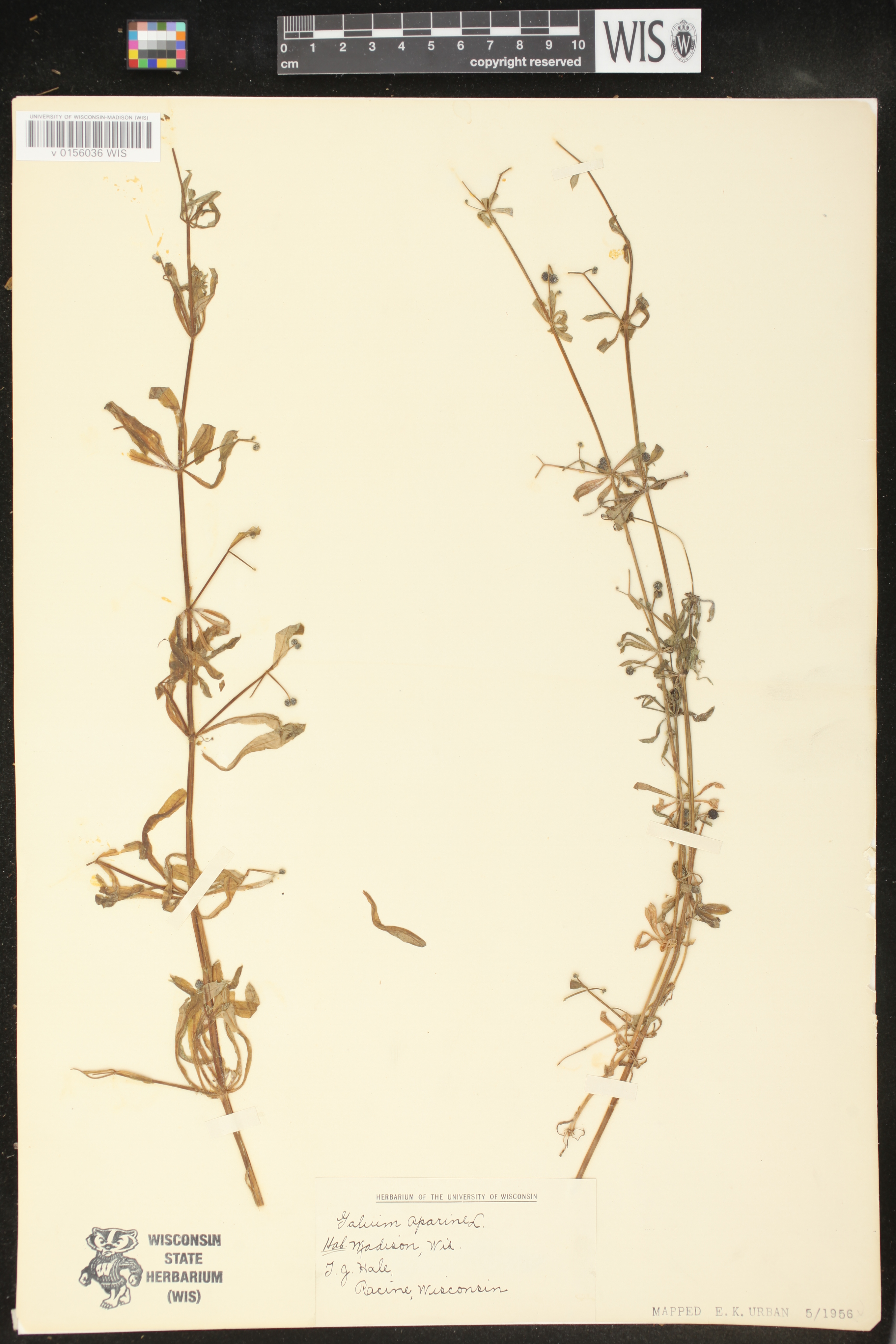 Galium aparine image