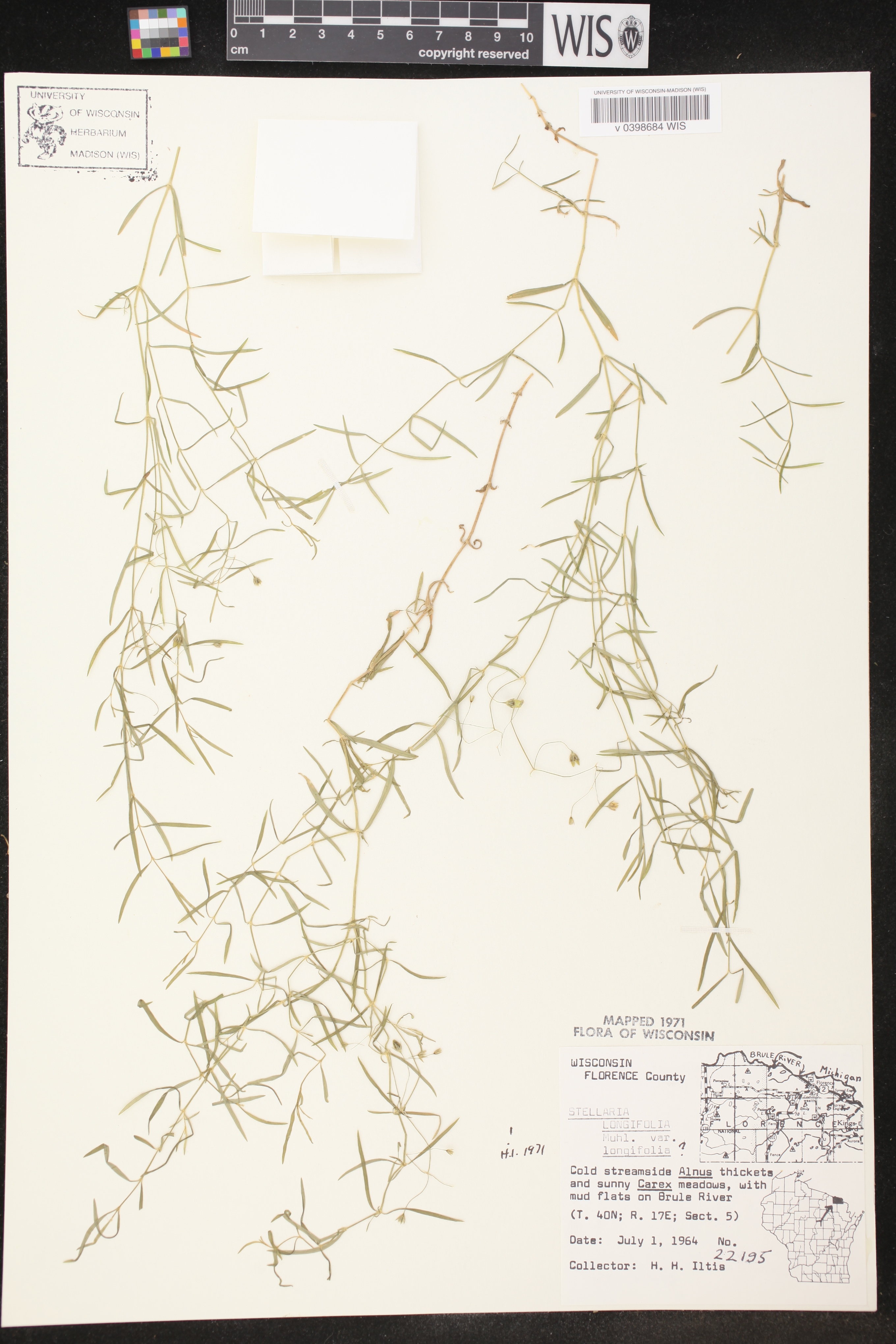 Stellaria longifolia image