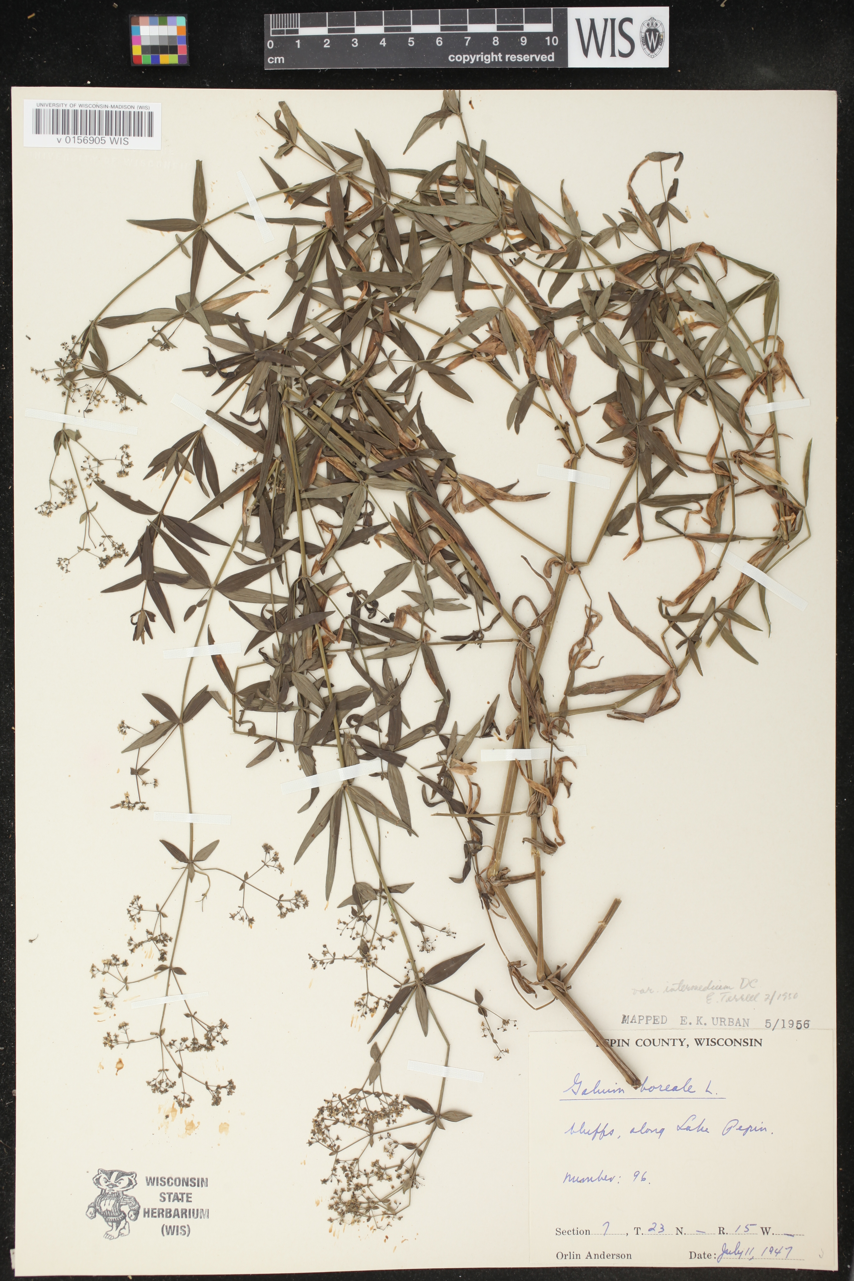 Galium boreale image