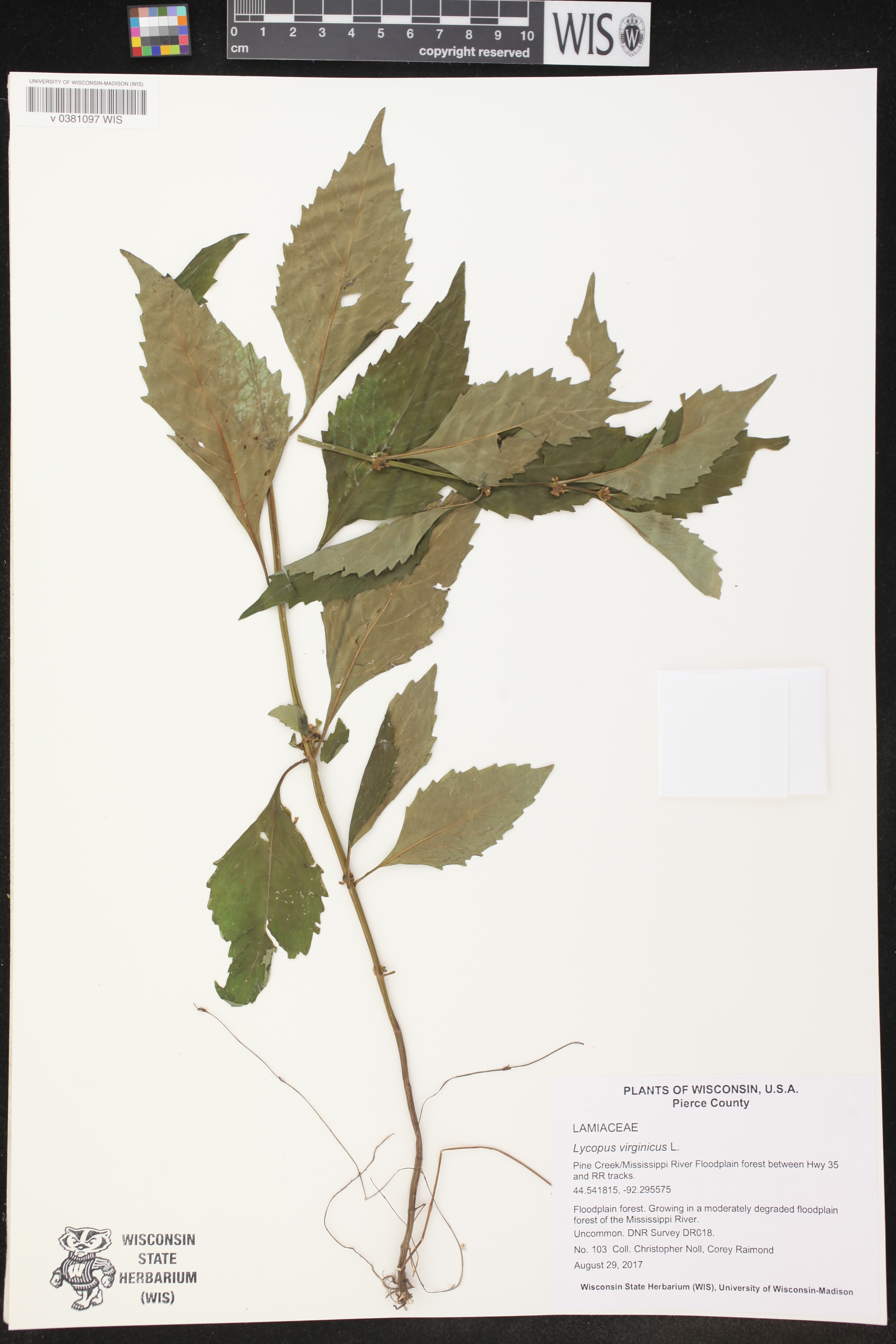 Lycopus virginicus image