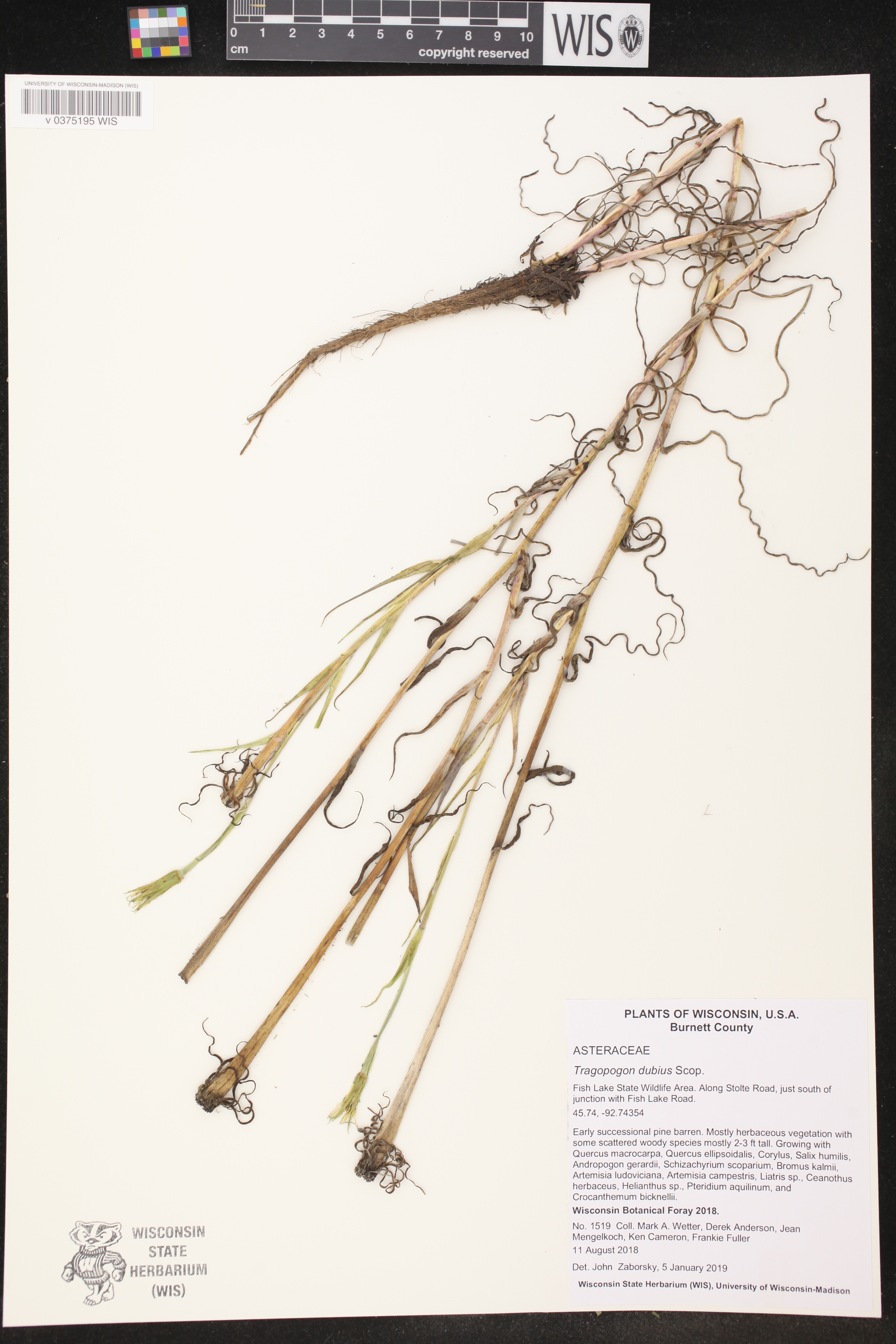 Tragopogon dubius image
