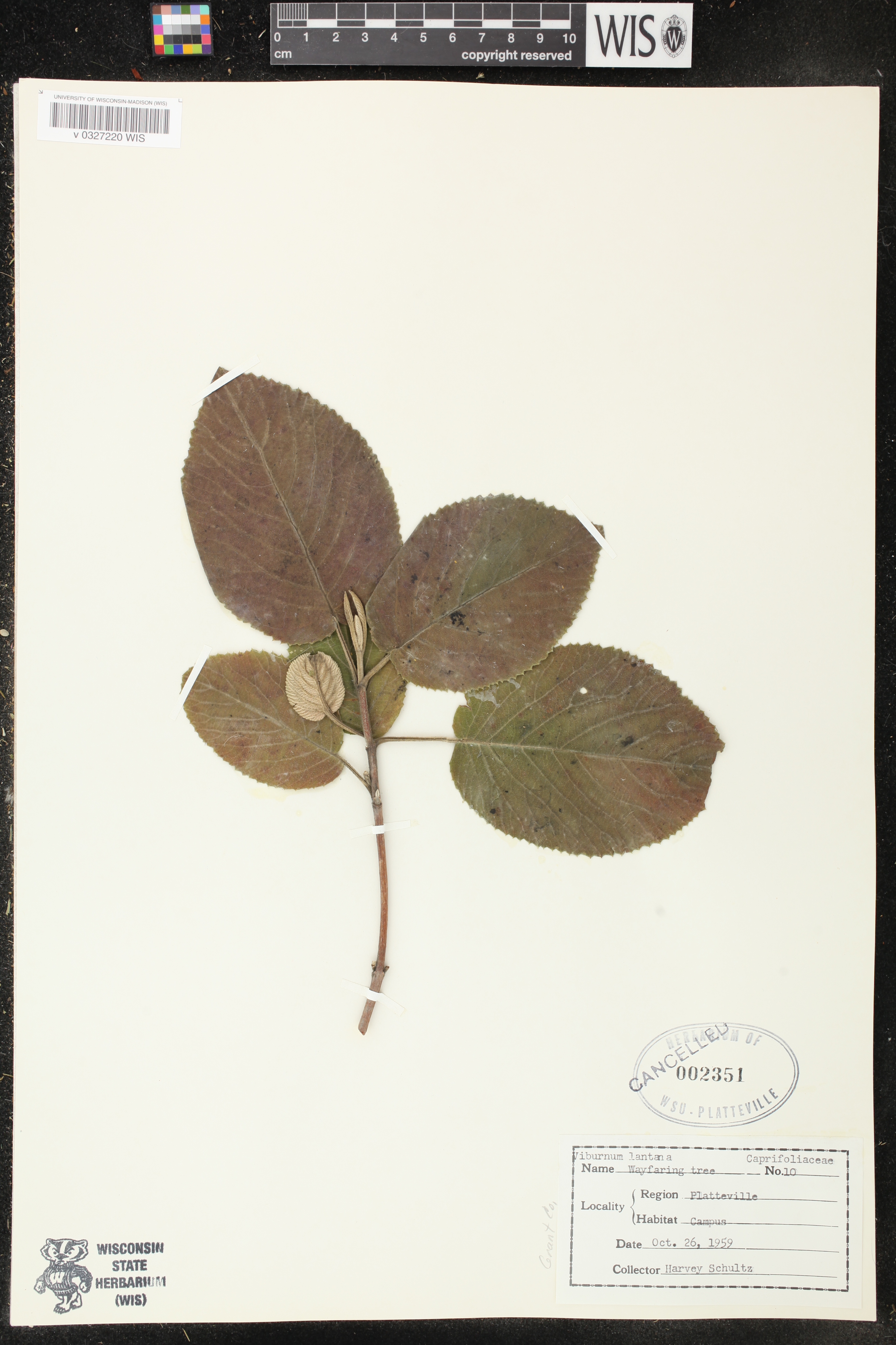 Viburnum lantana image