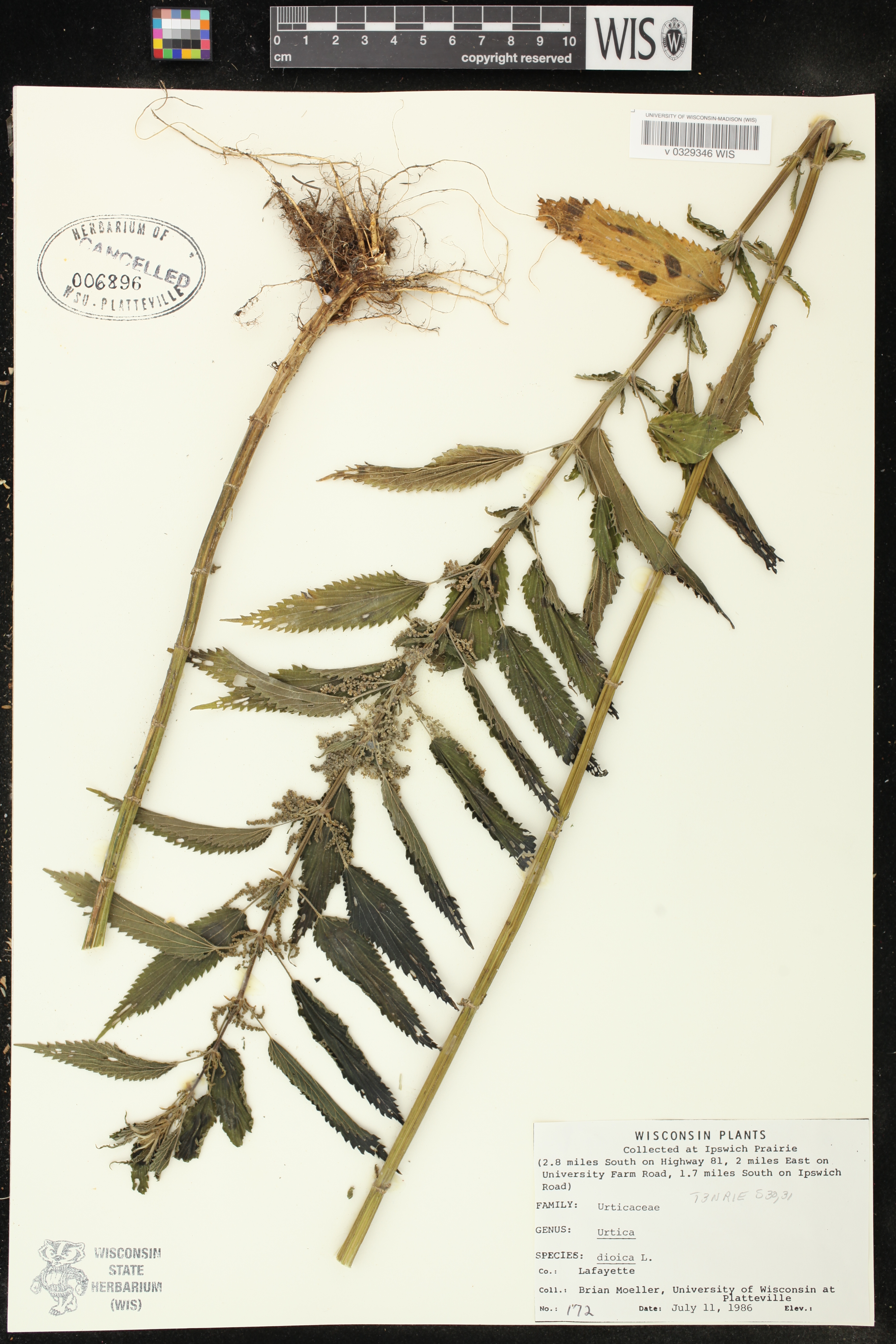 Urtica dioica image