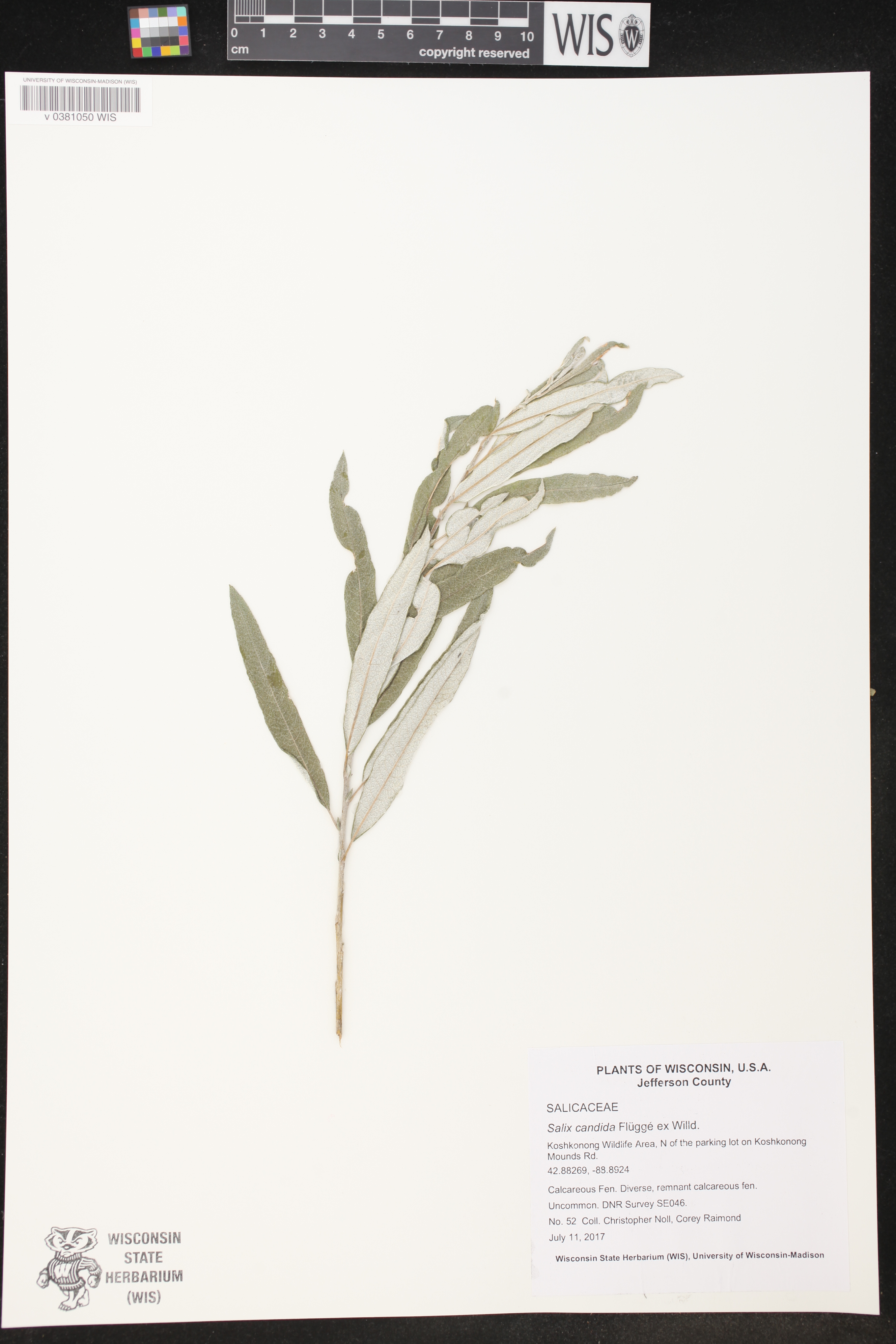 Salix candida image