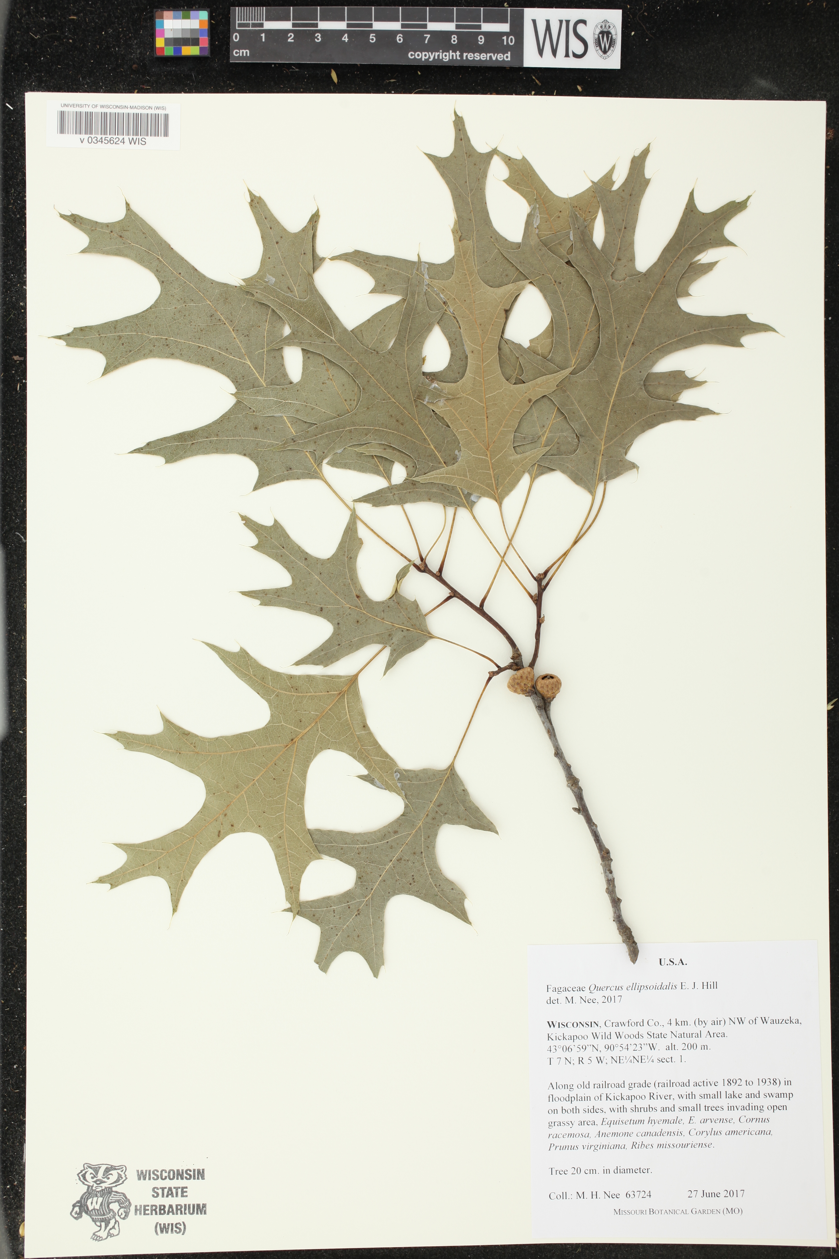 Quercus ellipsoidalis image