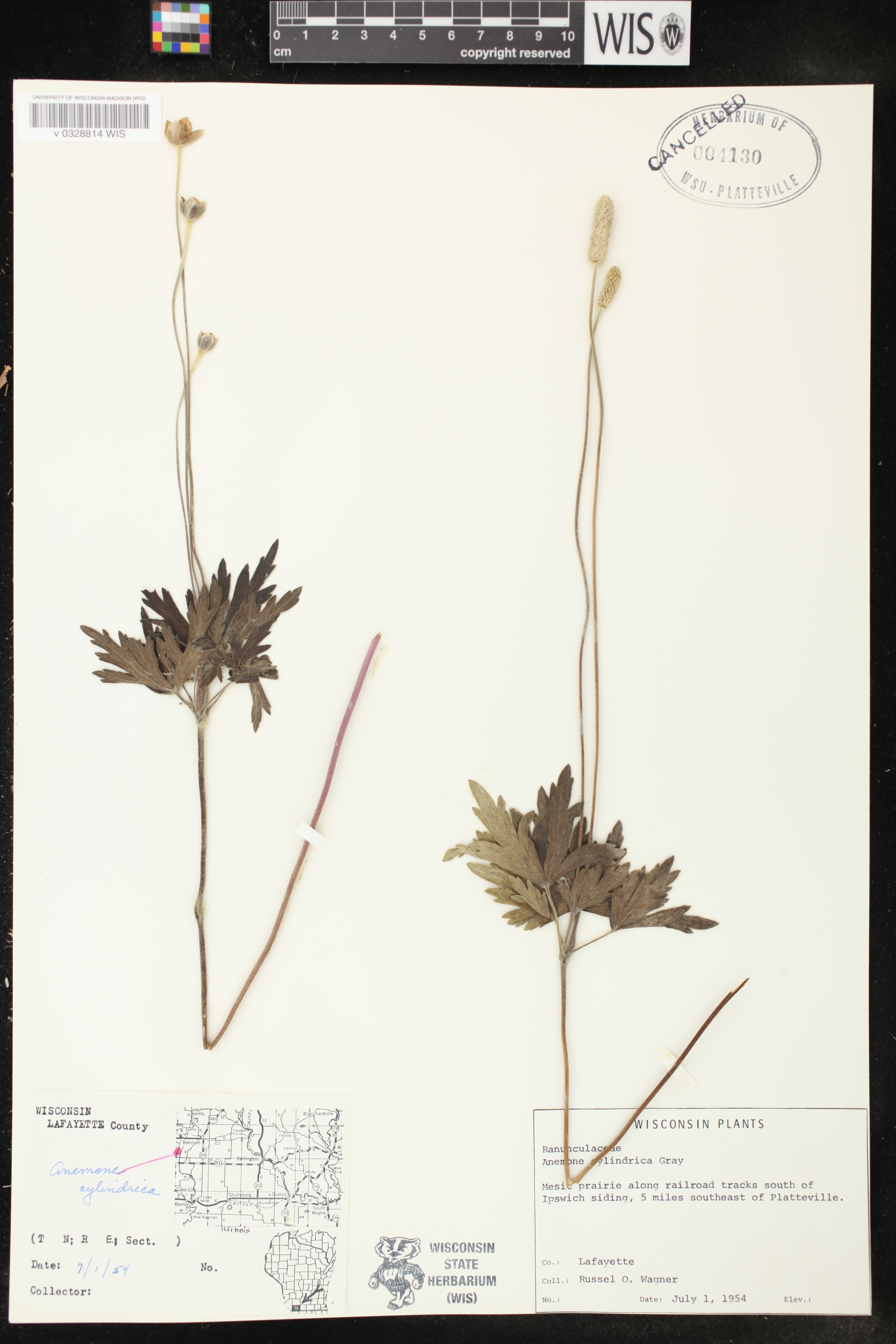 Anemone cylindrica image