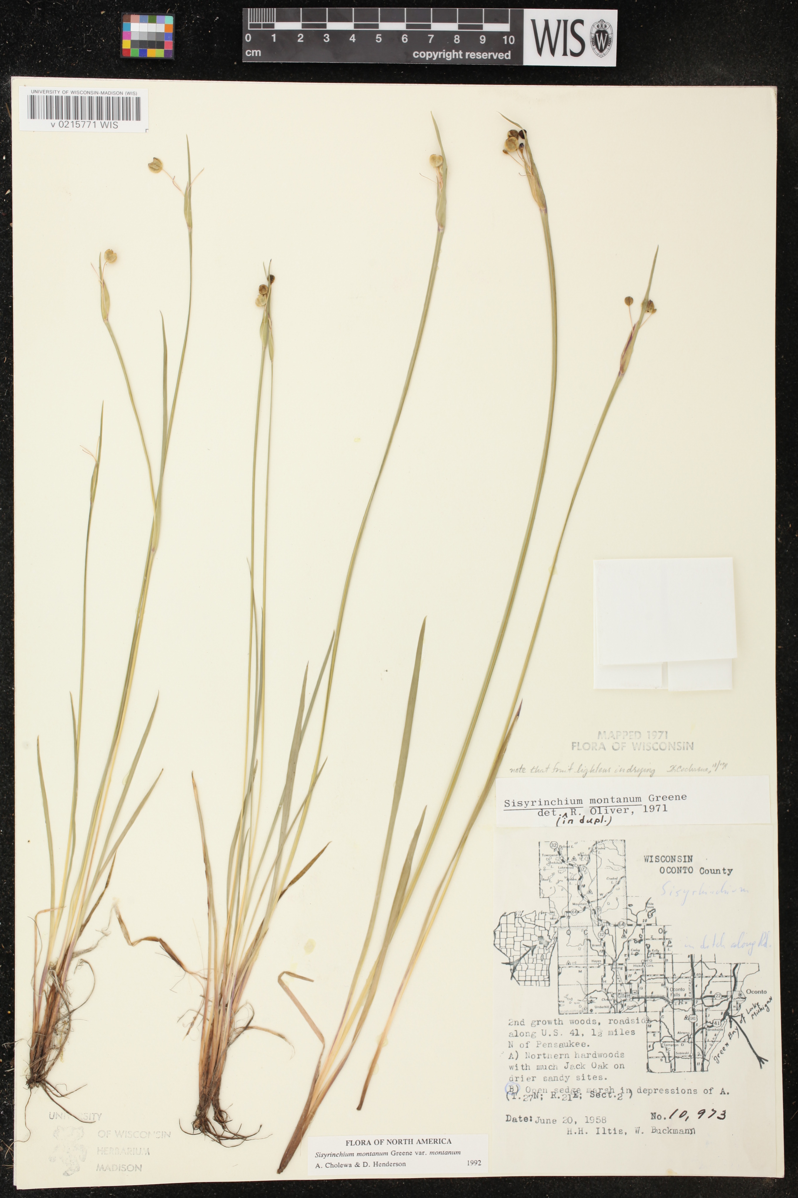 Sisyrinchium montanum image