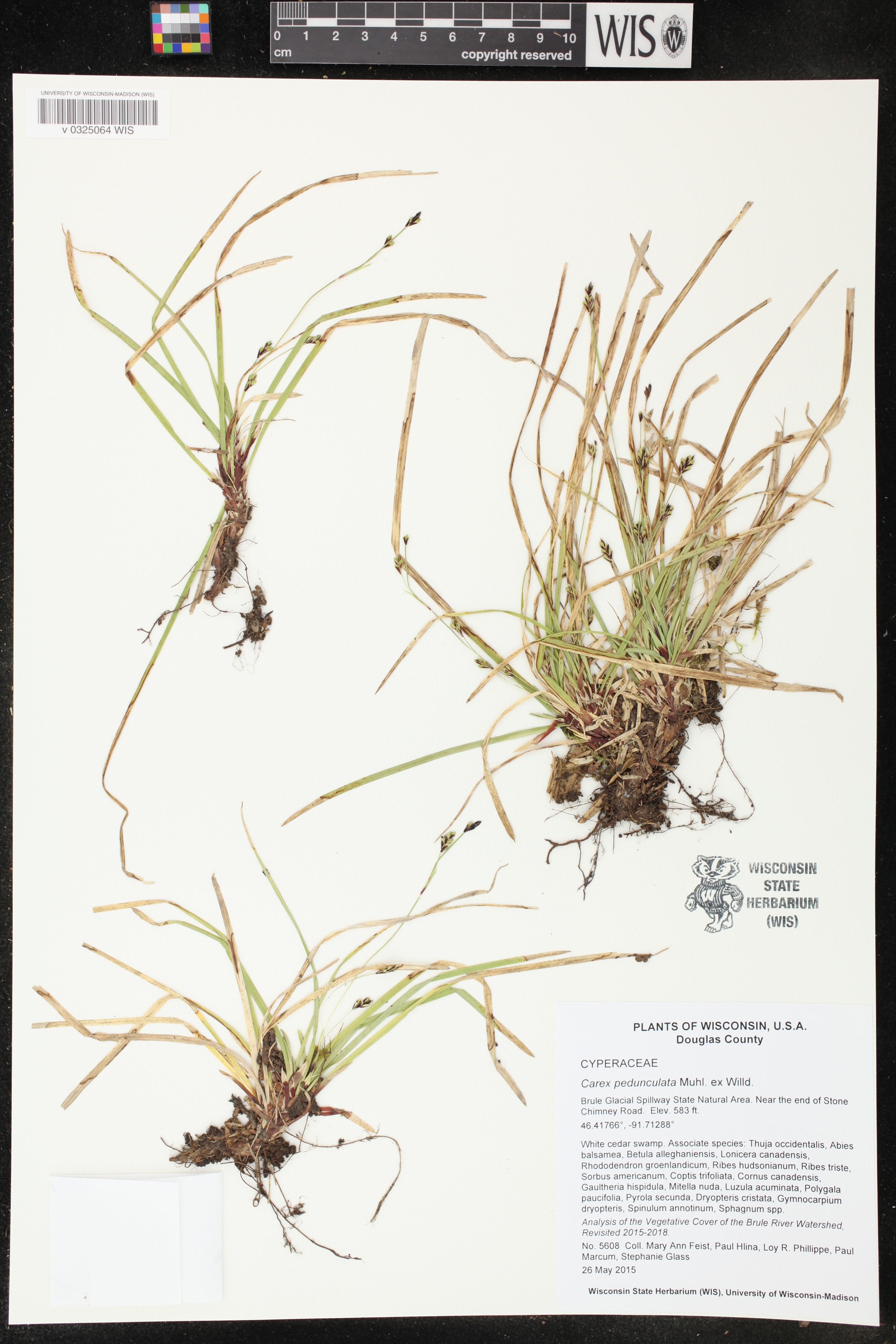 Carex pedunculata image