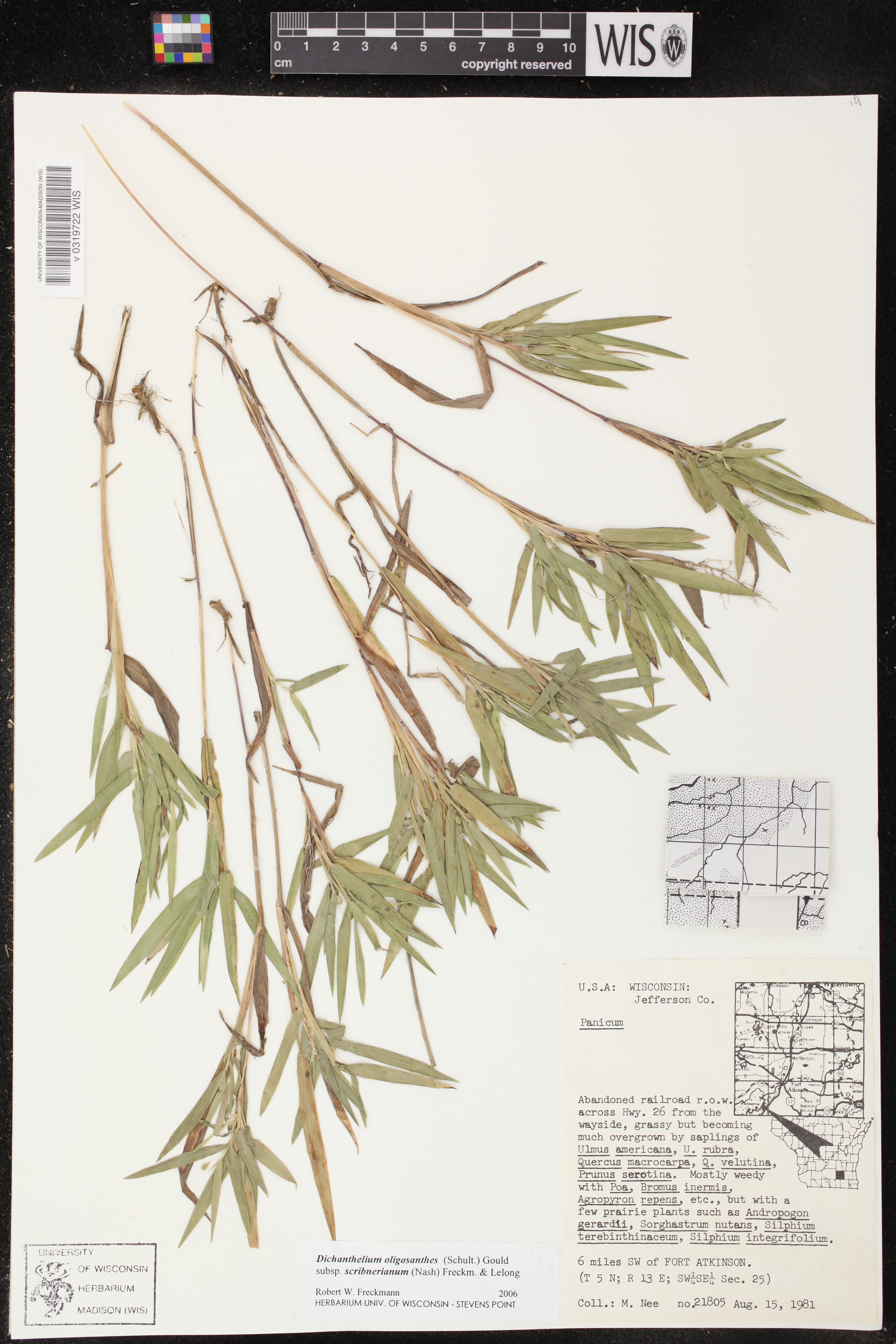 Dichanthelium oligosanthes image