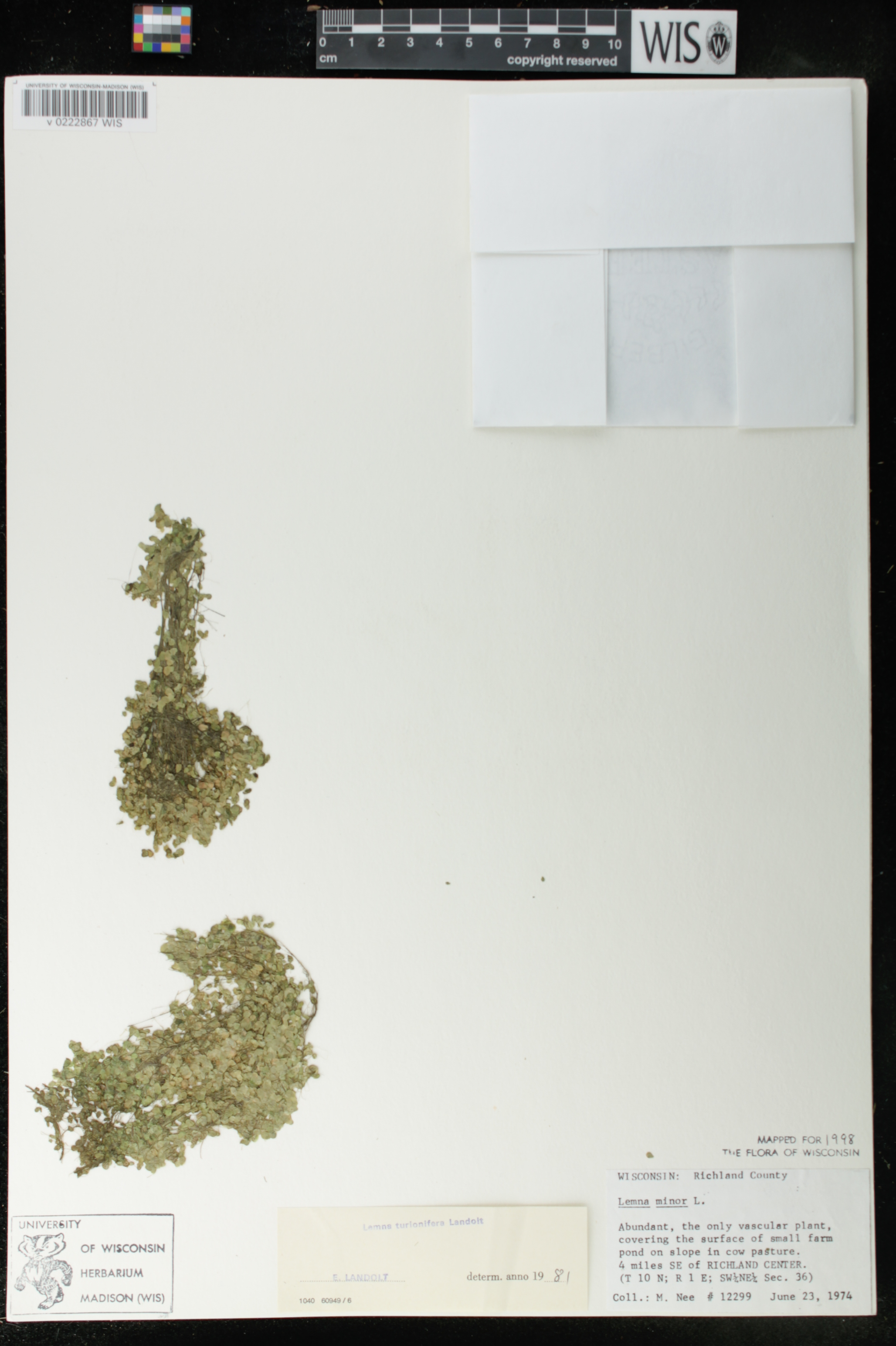 Lemna turionifera image