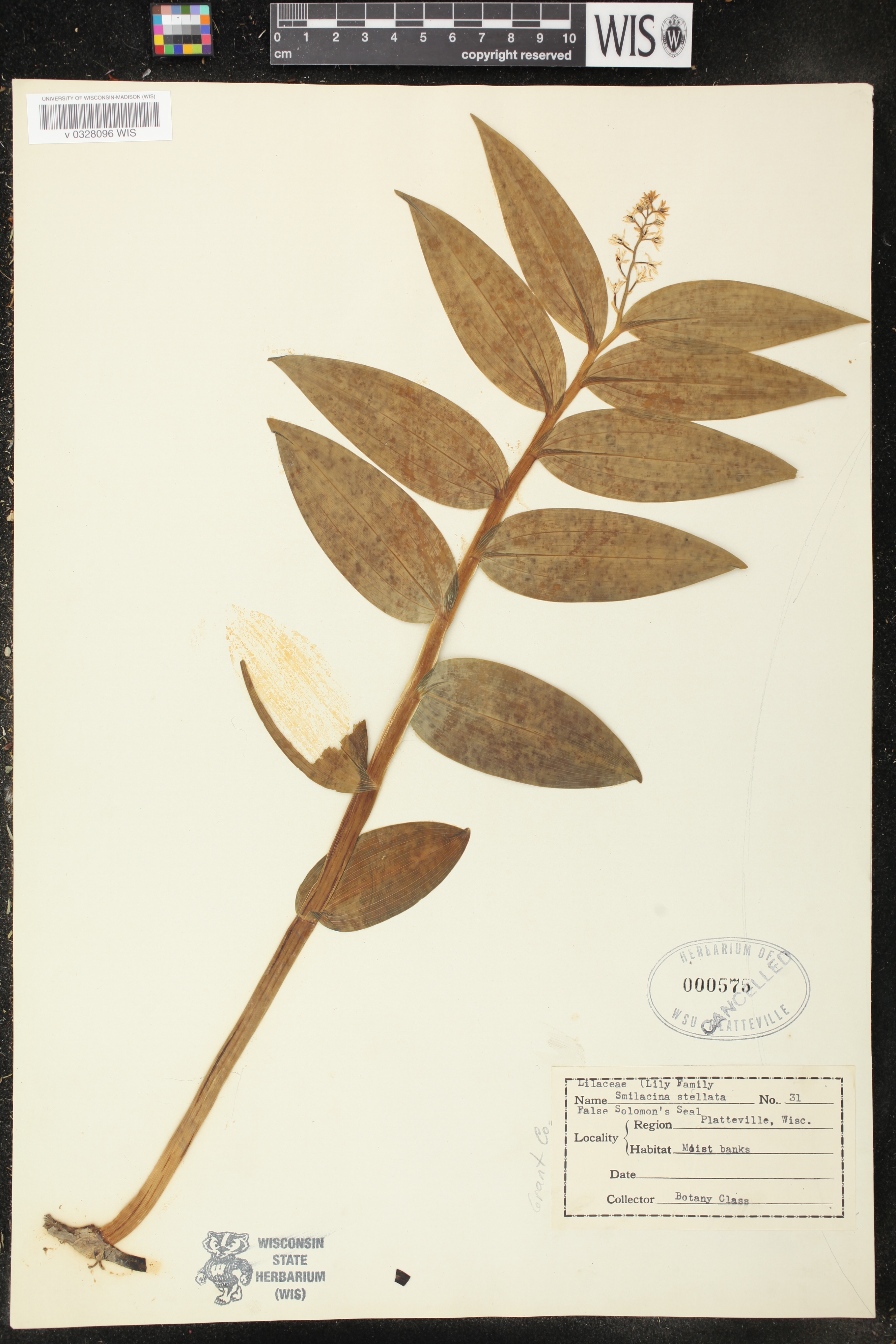 Maianthemum stellatum image