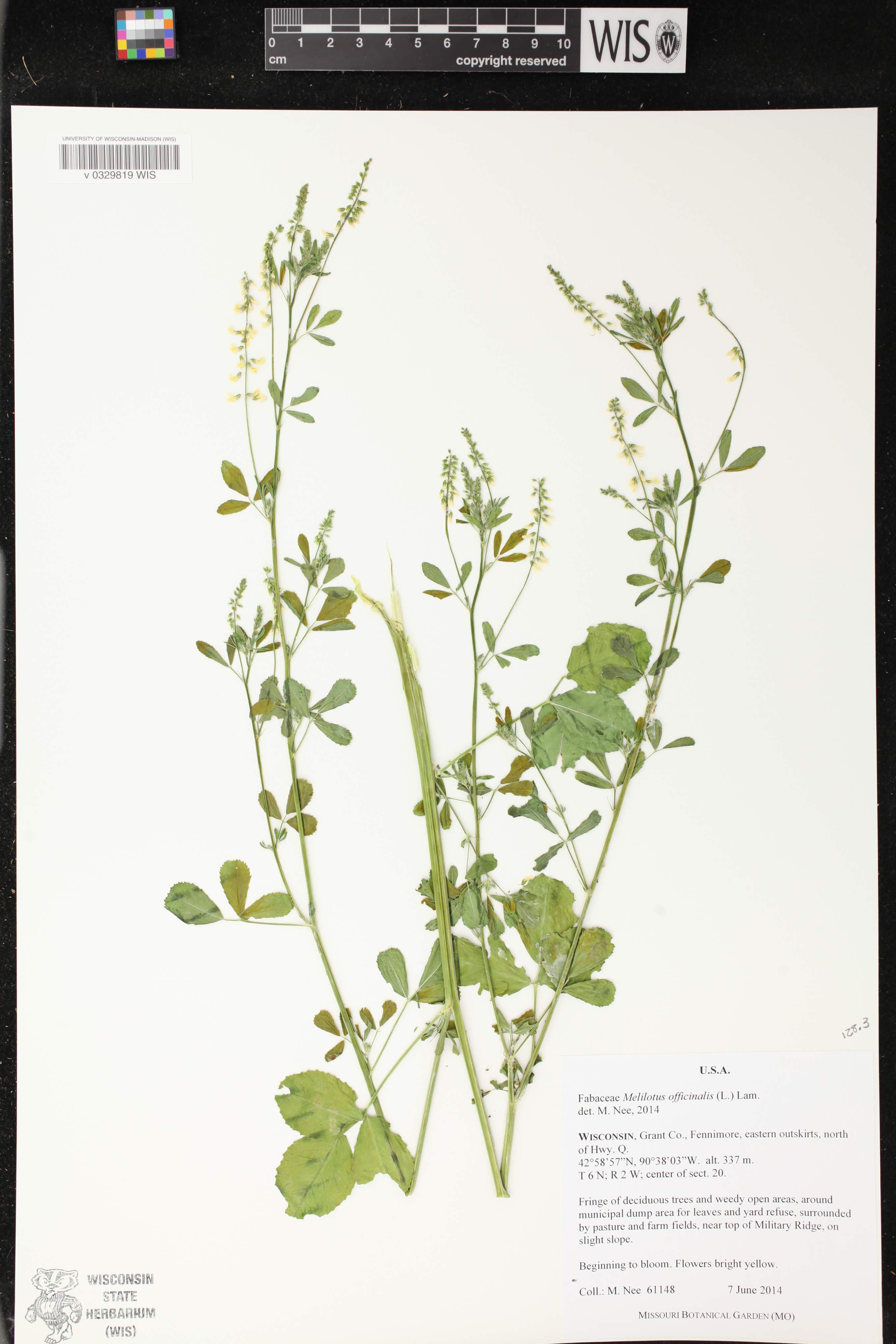 Melilotus officinalis image