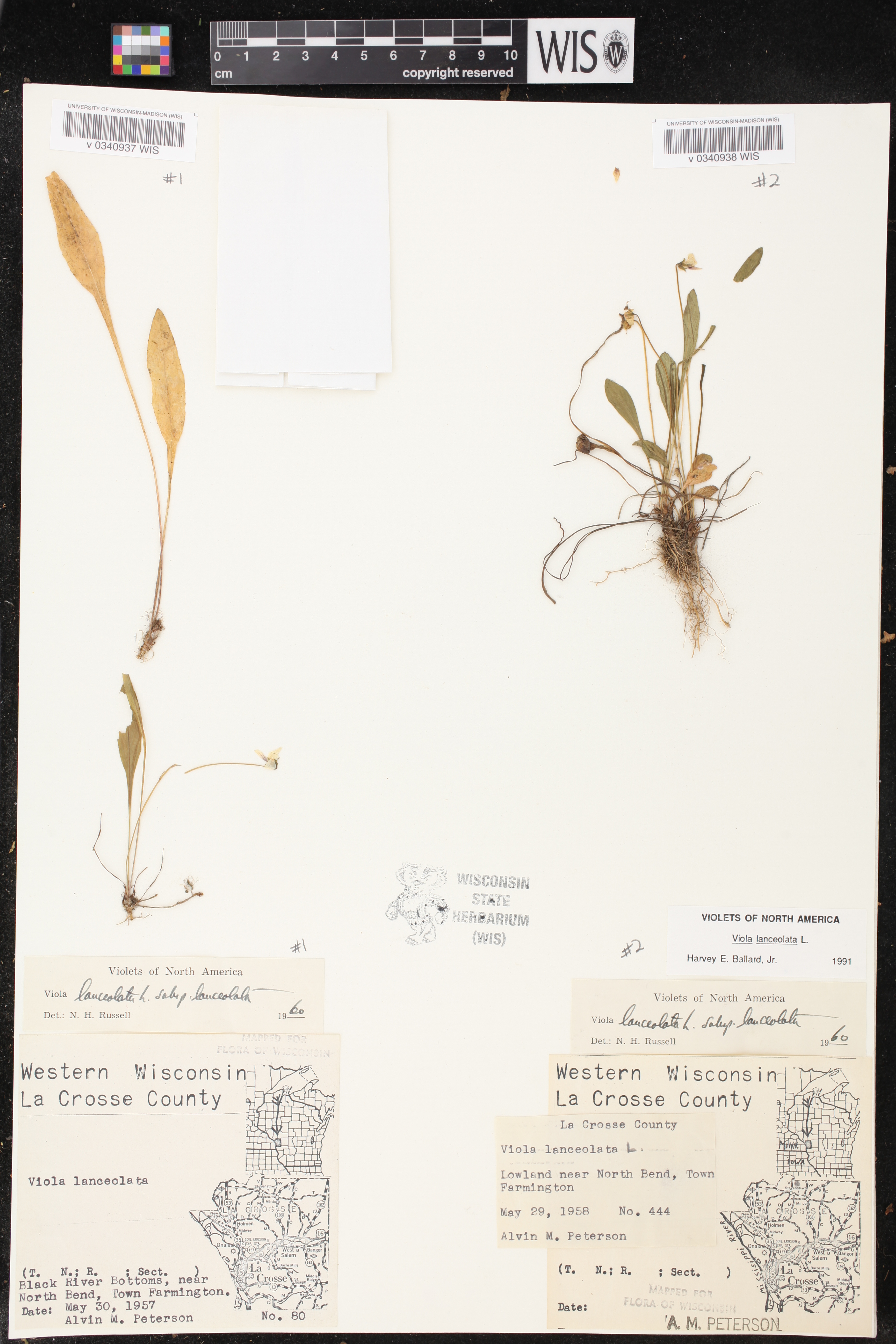 Viola lanceolata image