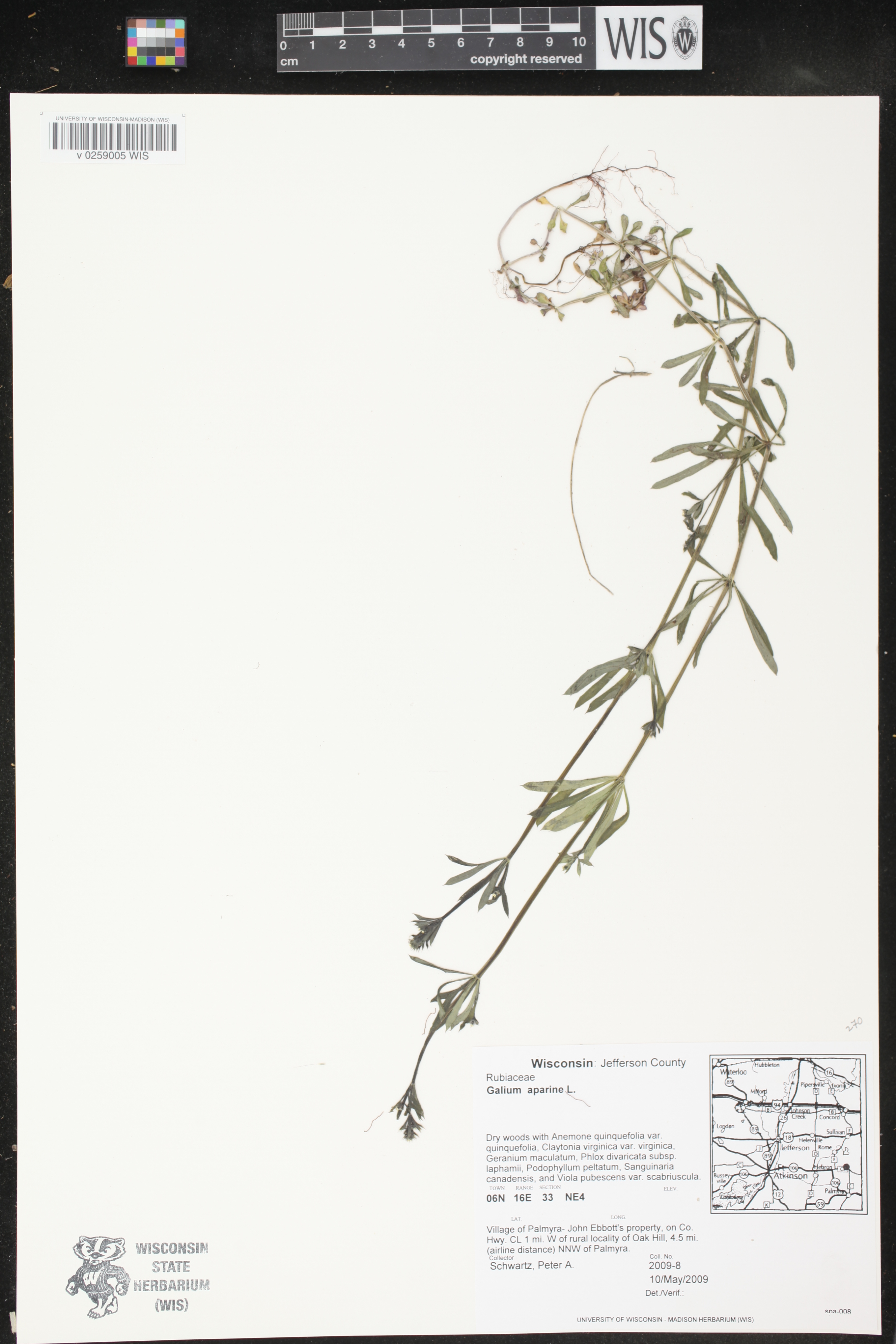 Galium aparine image