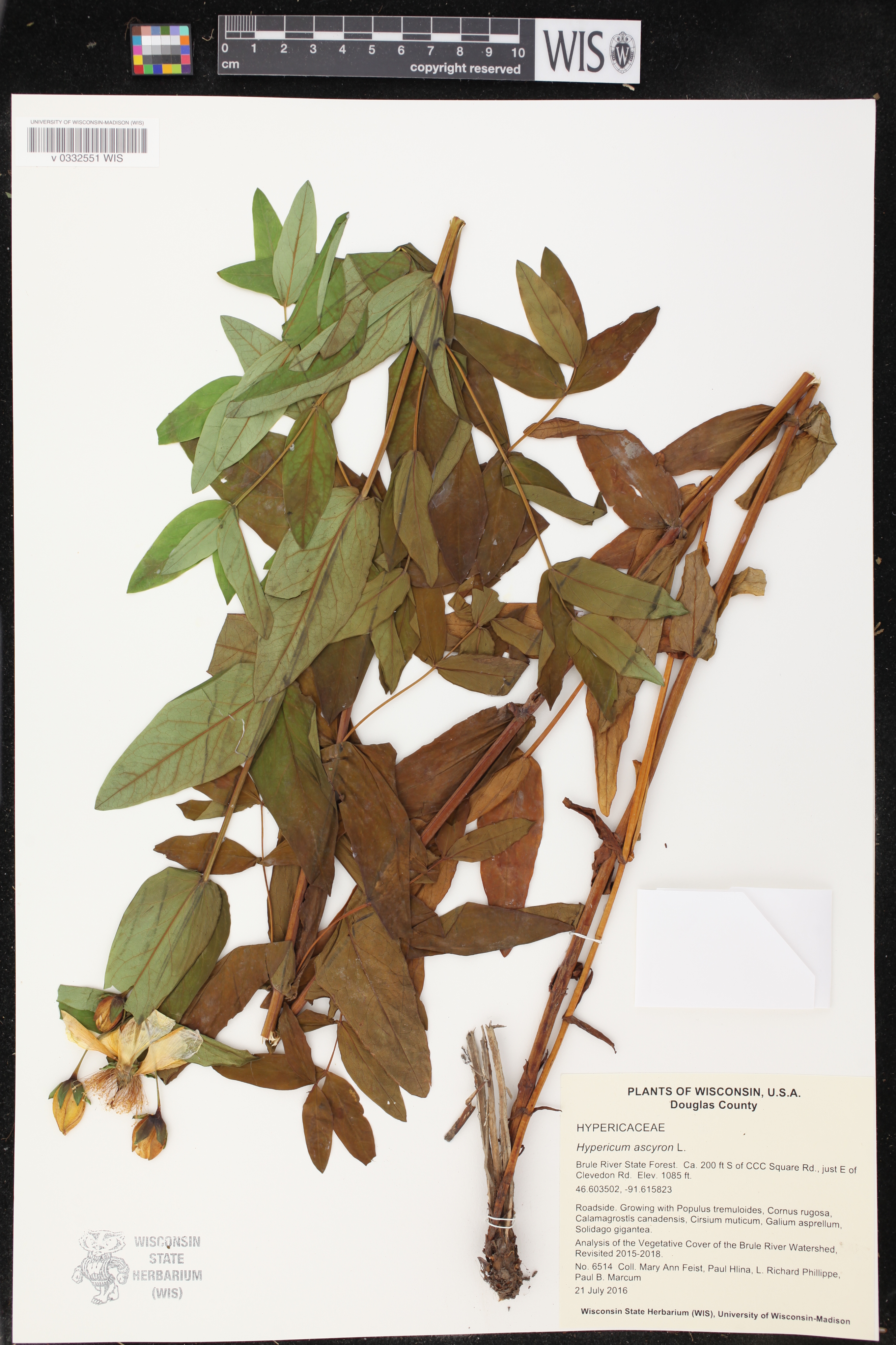 Hypericum ascyron image