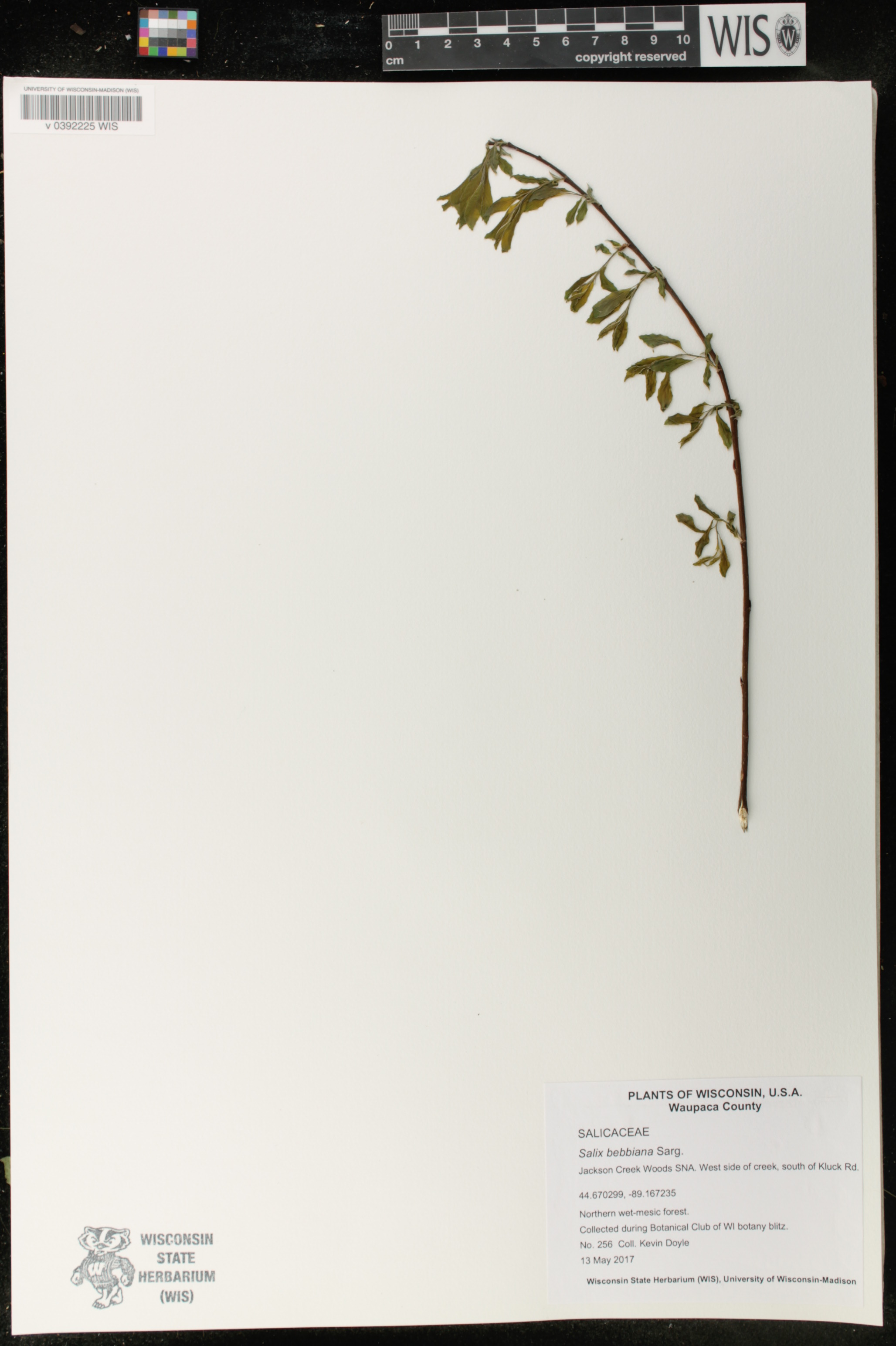 Salix bebbiana image