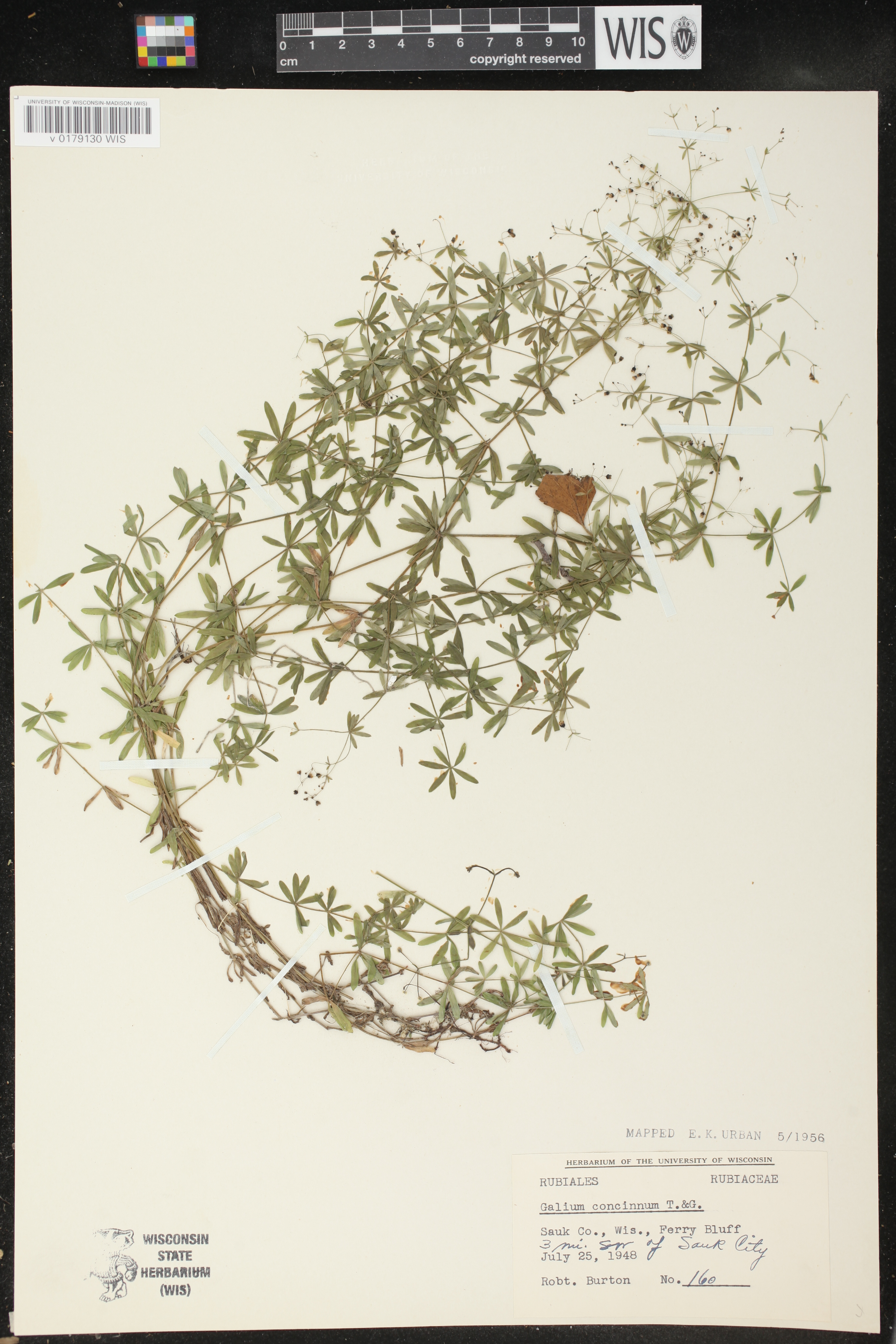Galium concinnum image