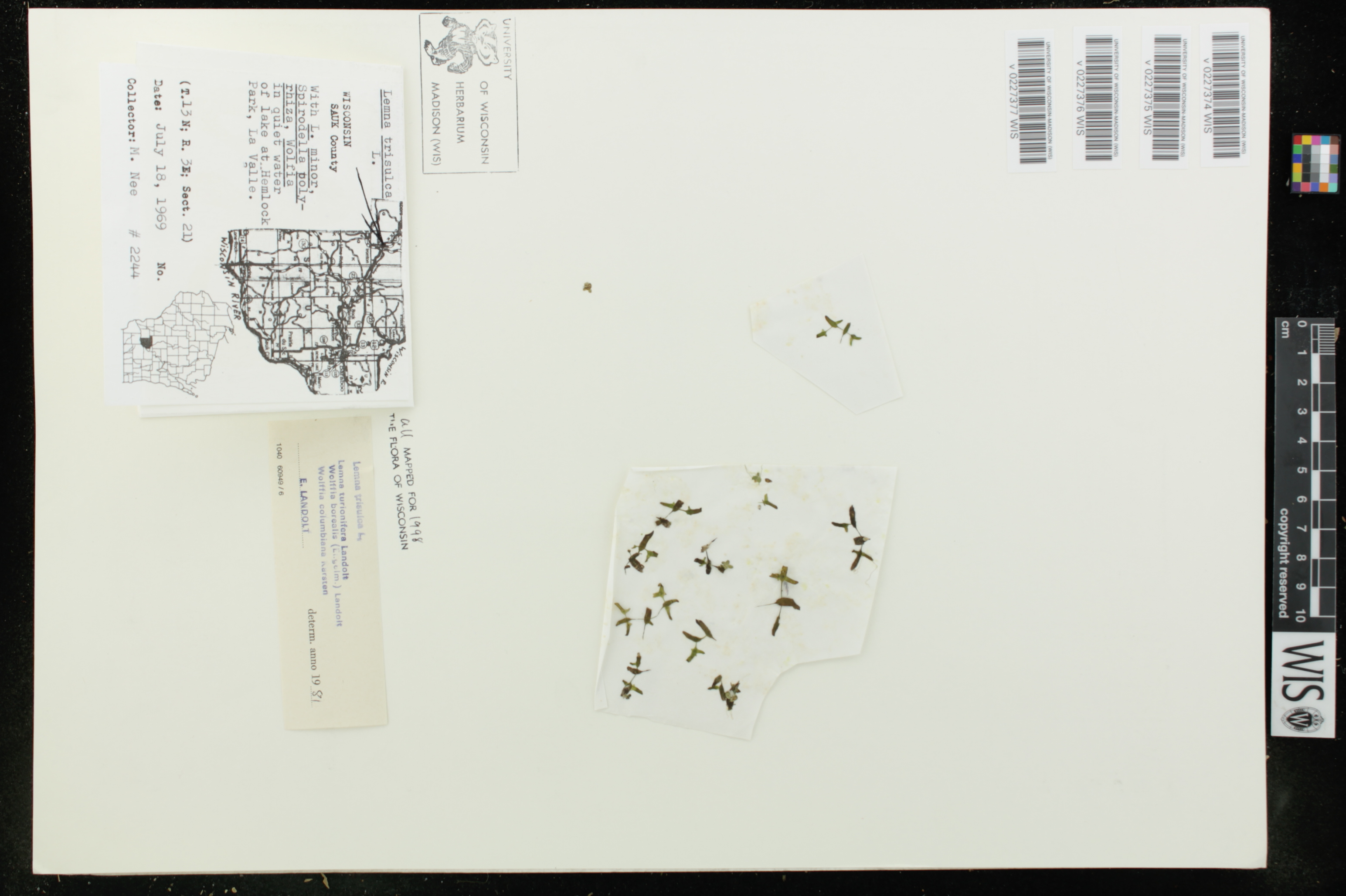Wolffia columbiana image
