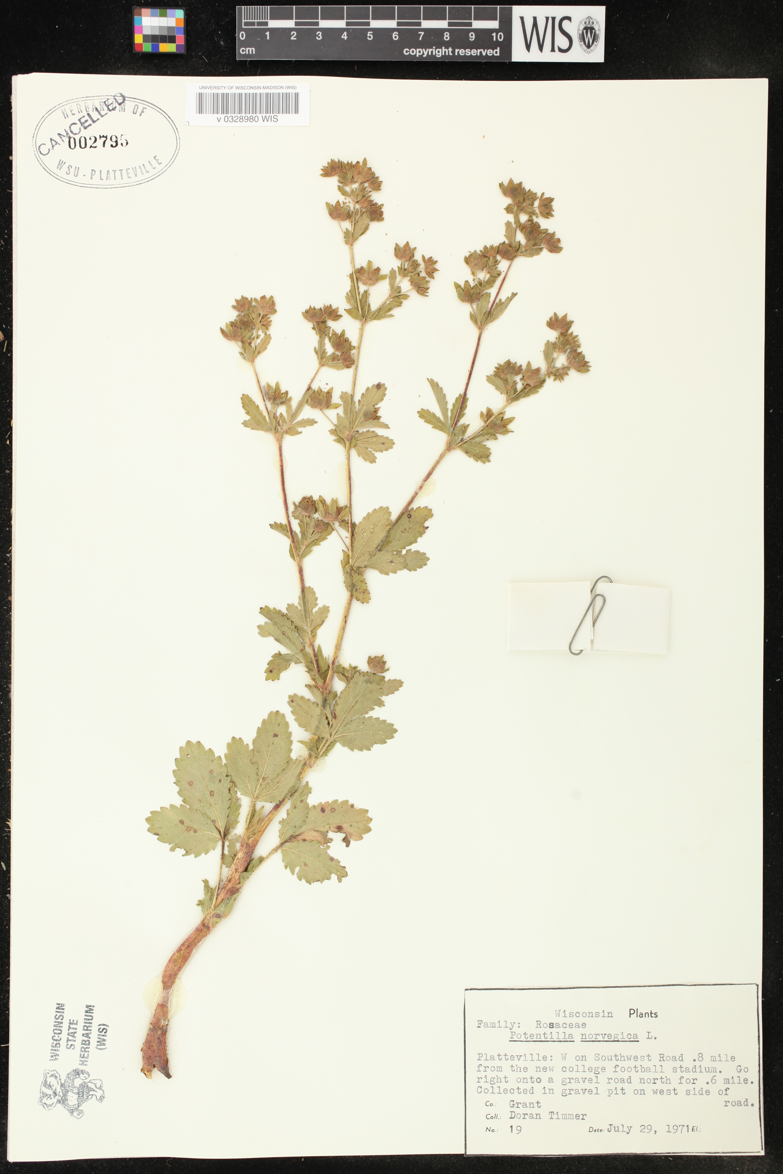 Potentilla norvegica image