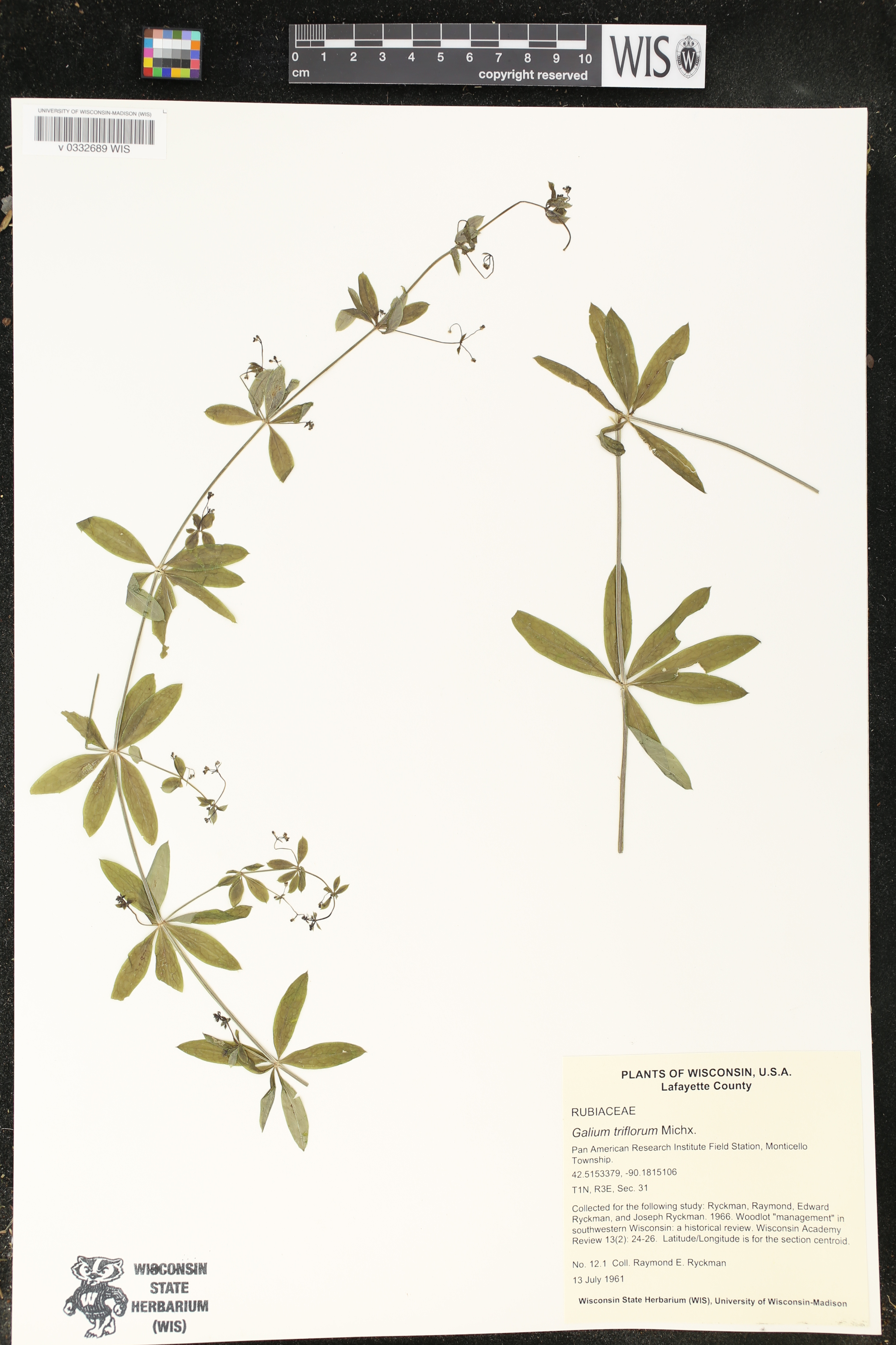 Galium triflorum image