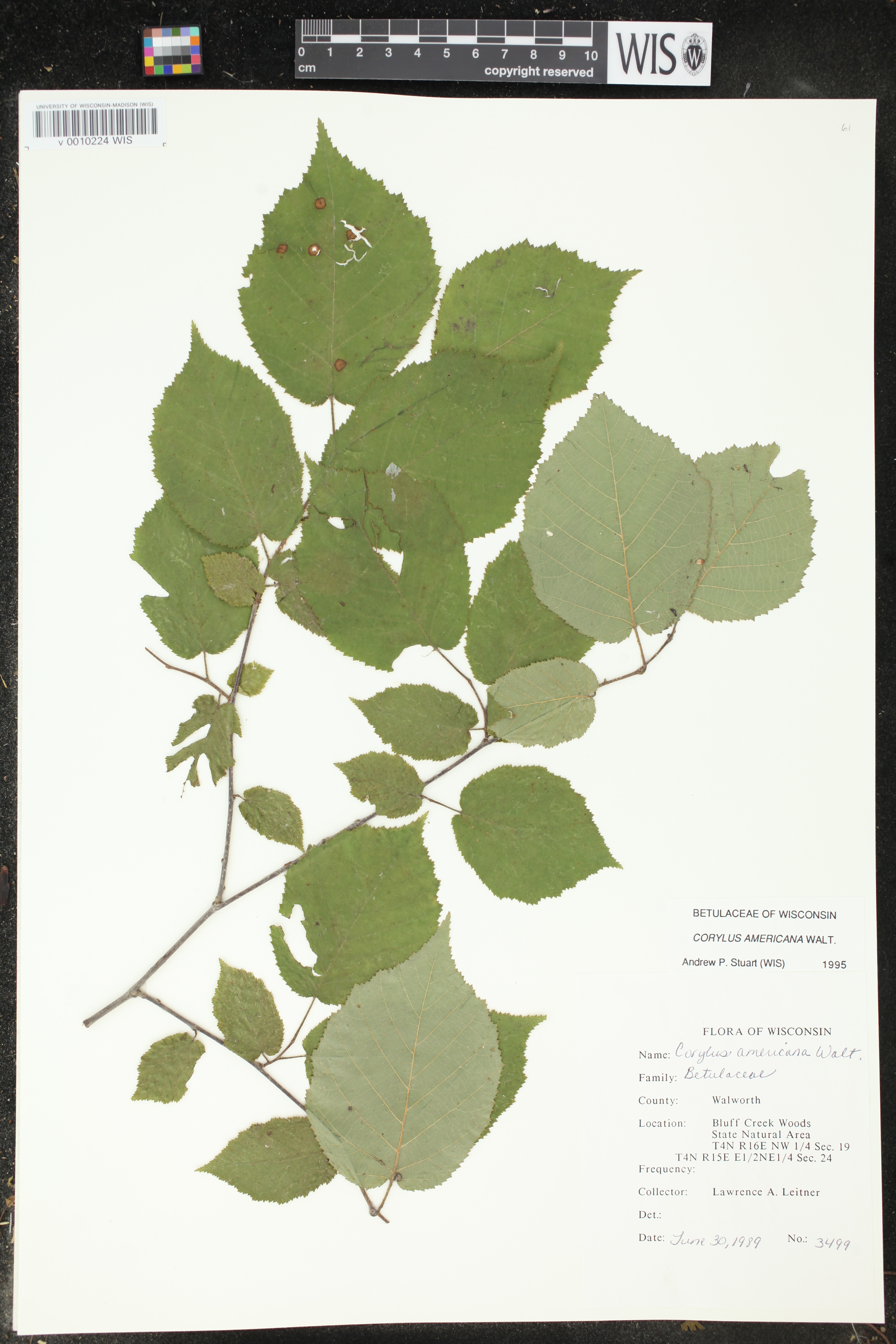 Corylus americana image