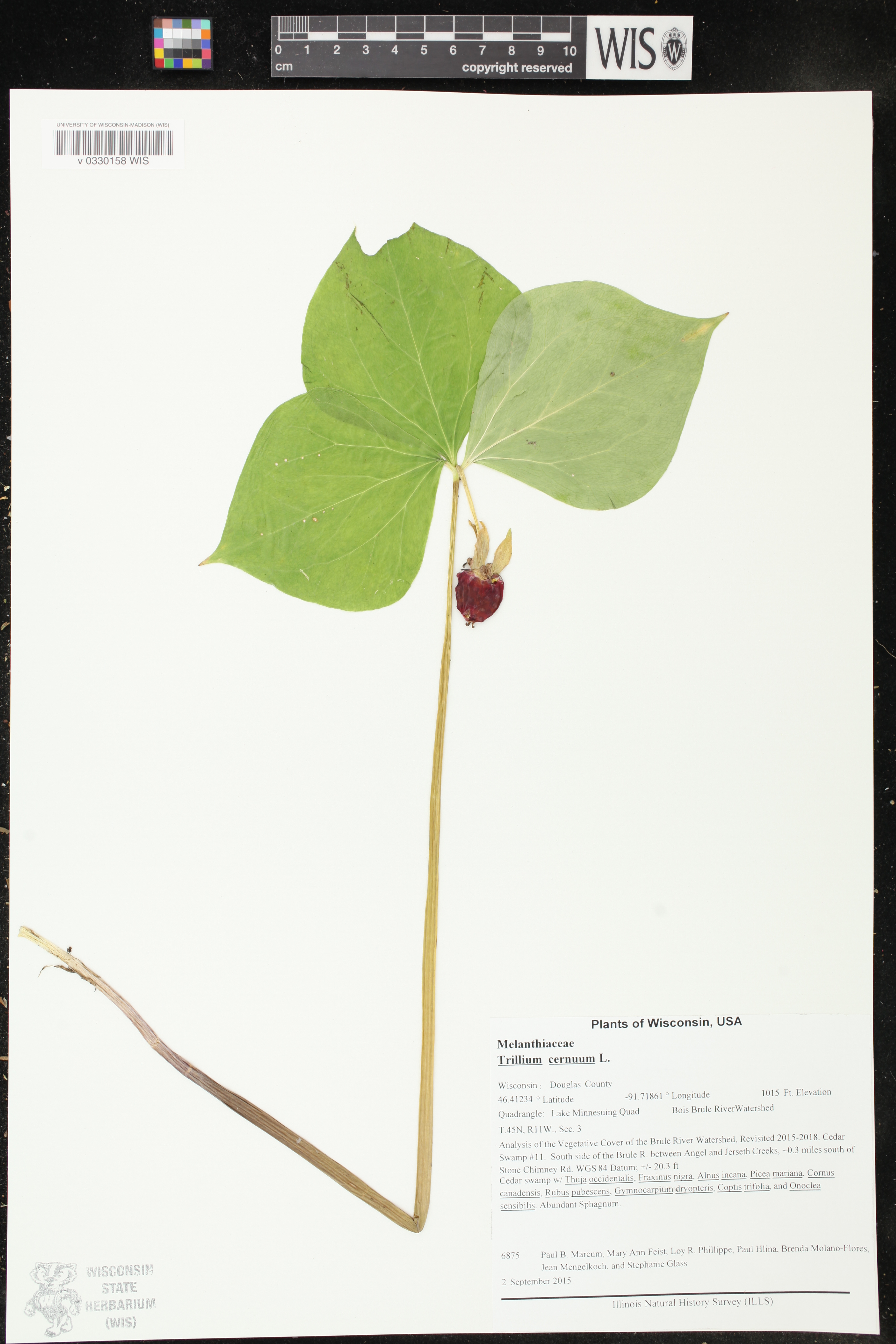 Trillium cernuum image