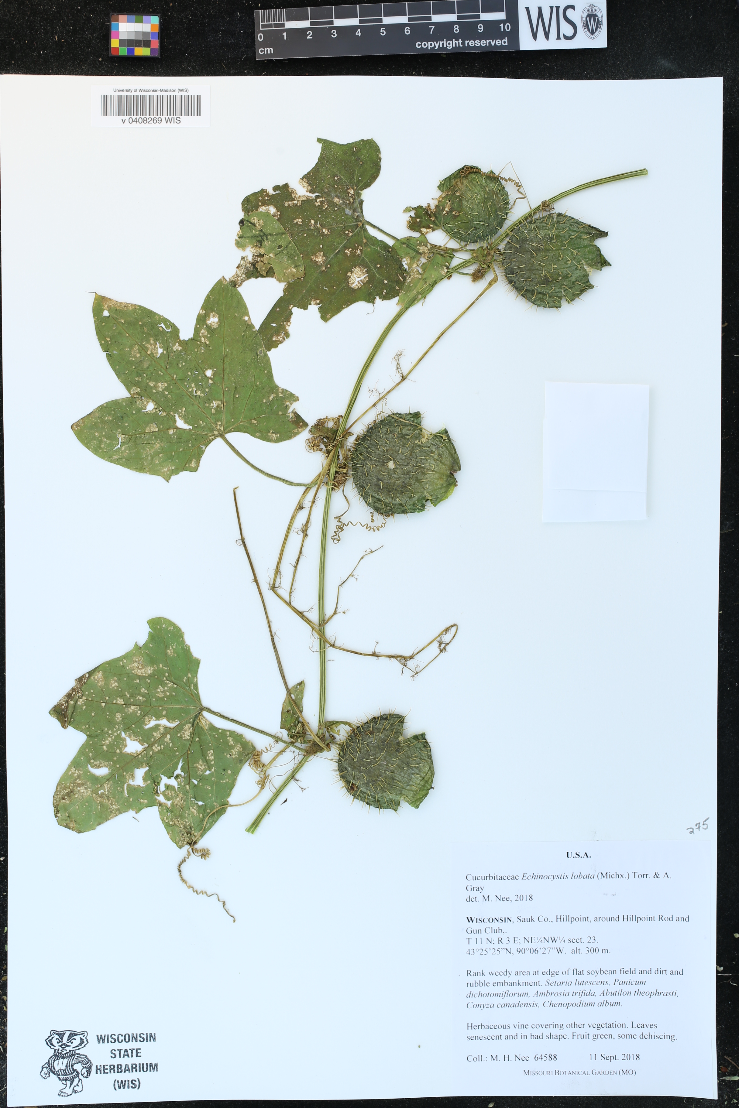Echinocystis lobata image