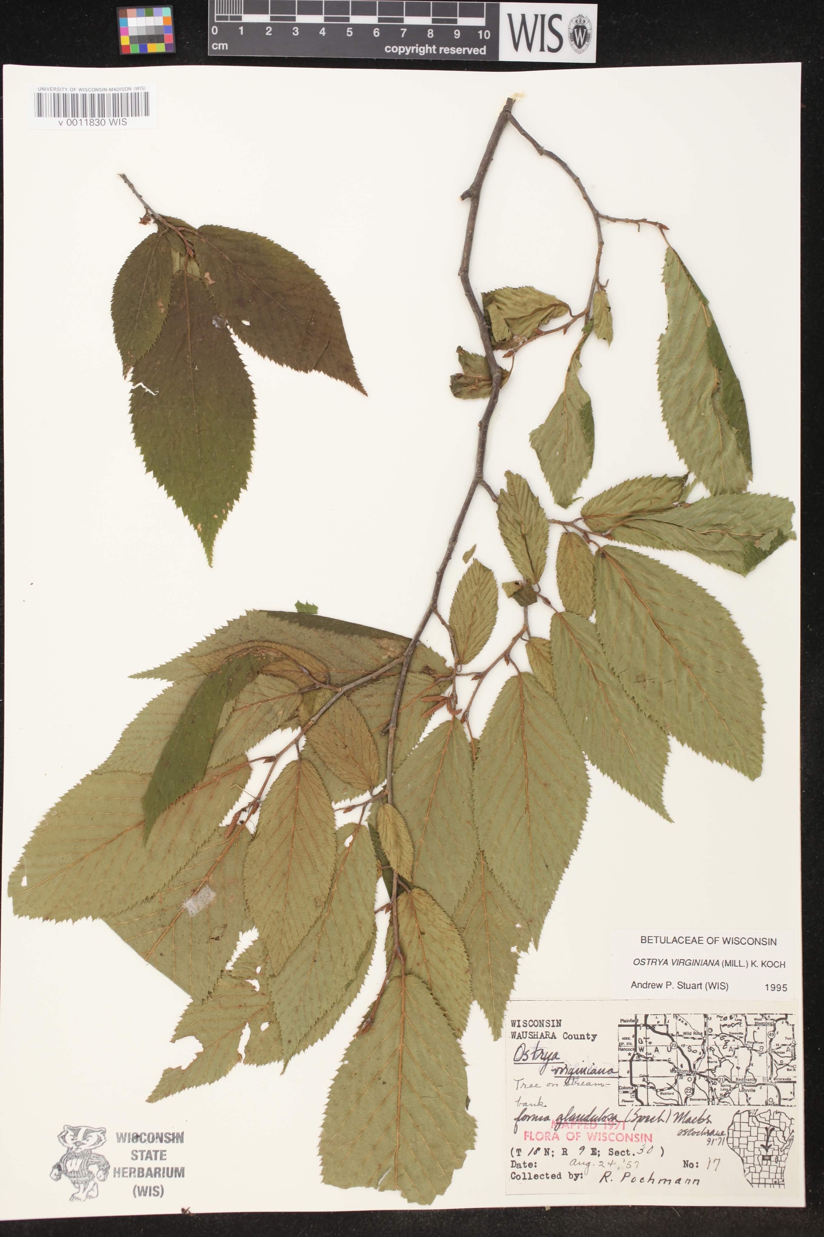 Ostrya virginiana image