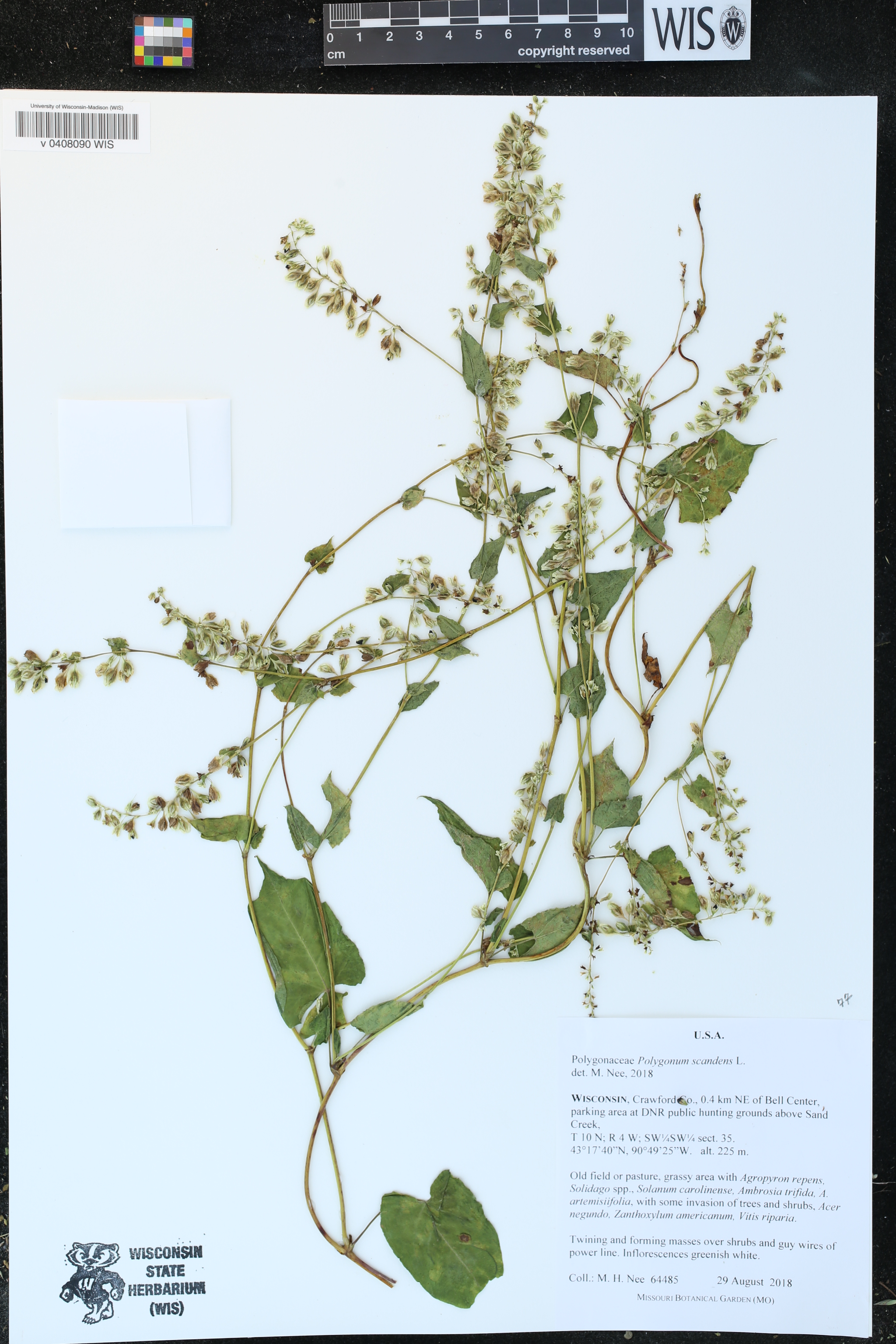 Fallopia scandens image