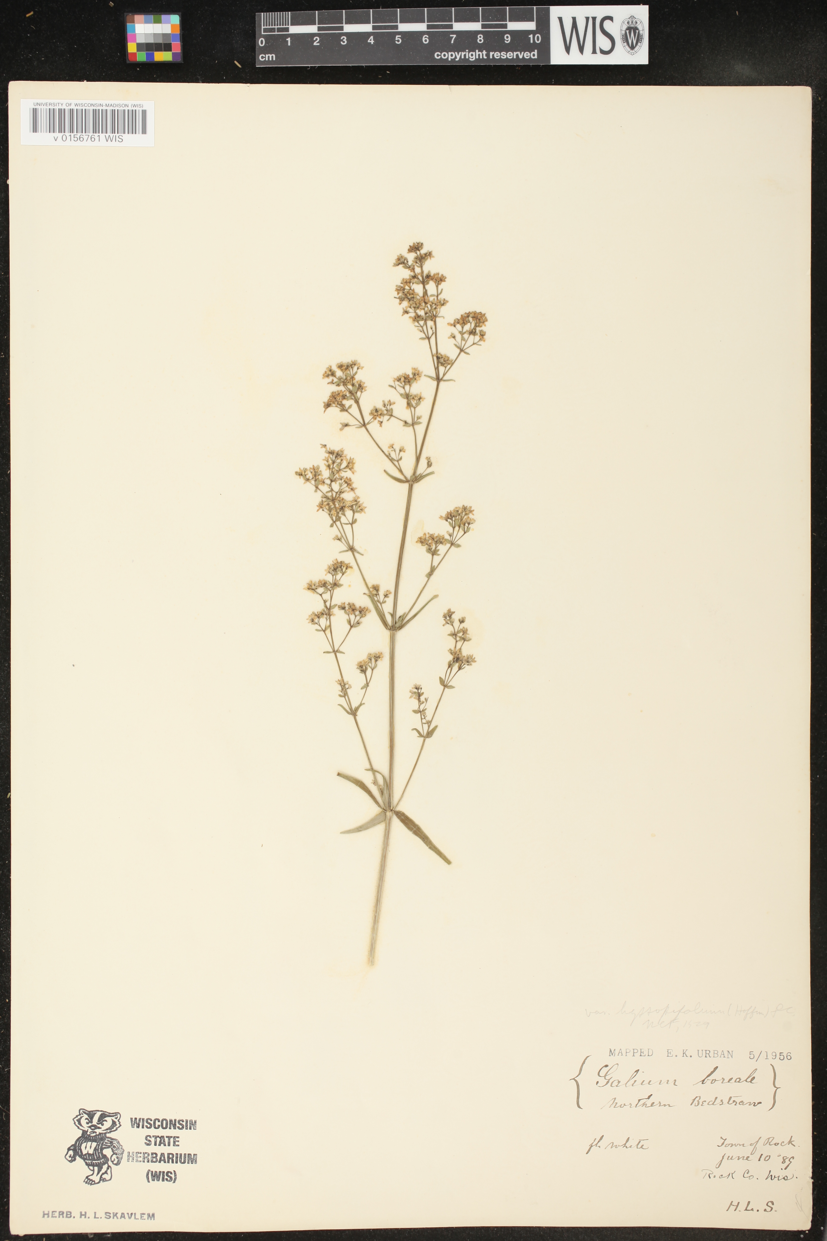 Galium boreale image