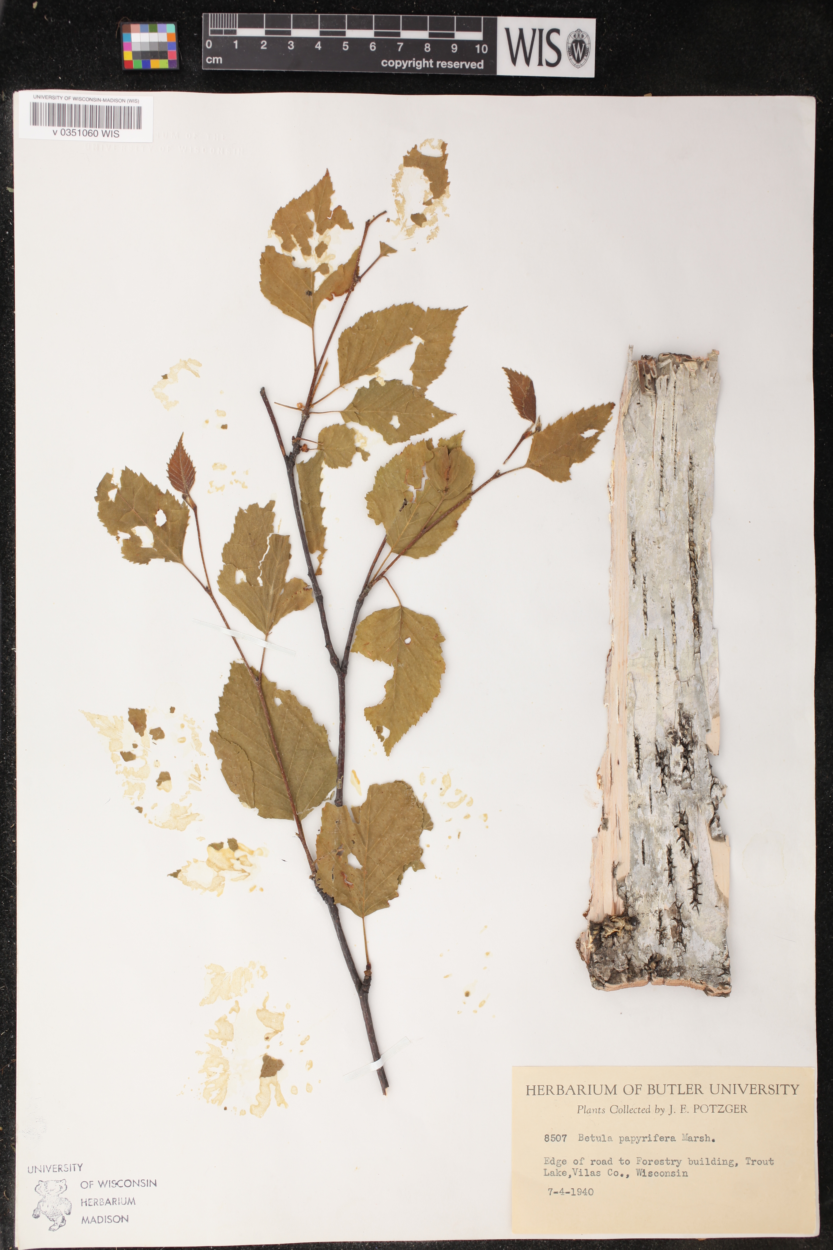 Betula papyrifera image