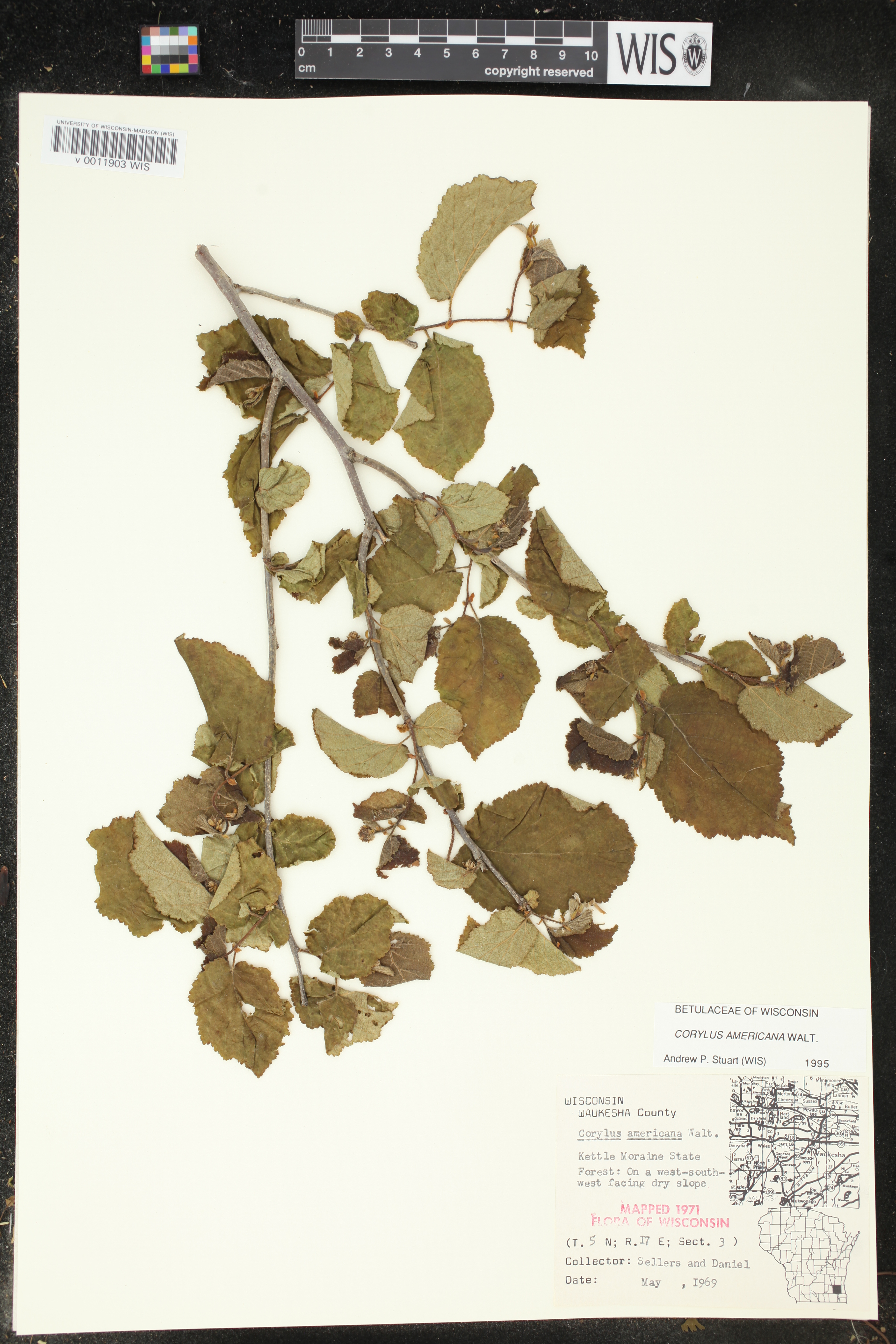Corylus americana image