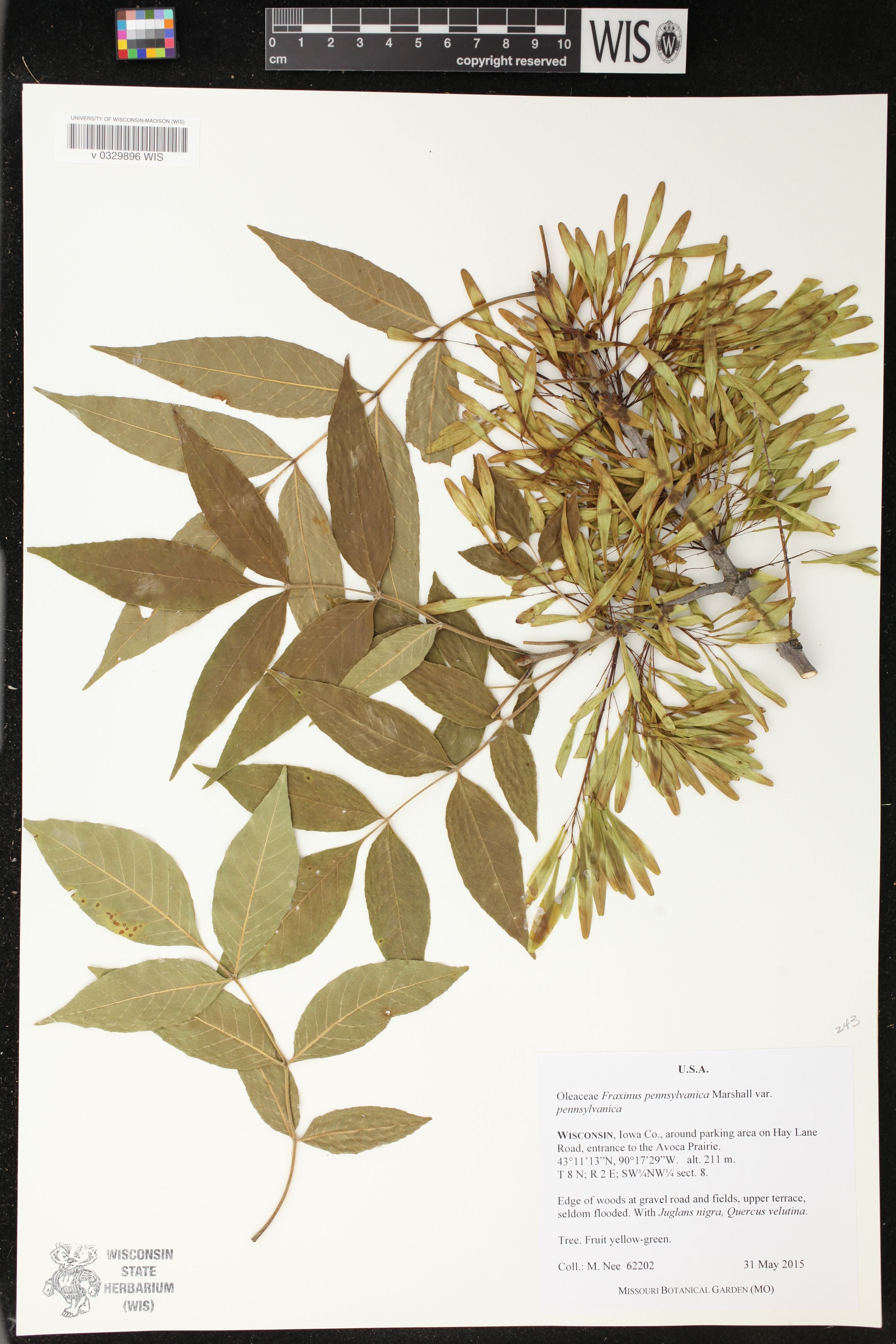 Fraxinus pennsylvanica image