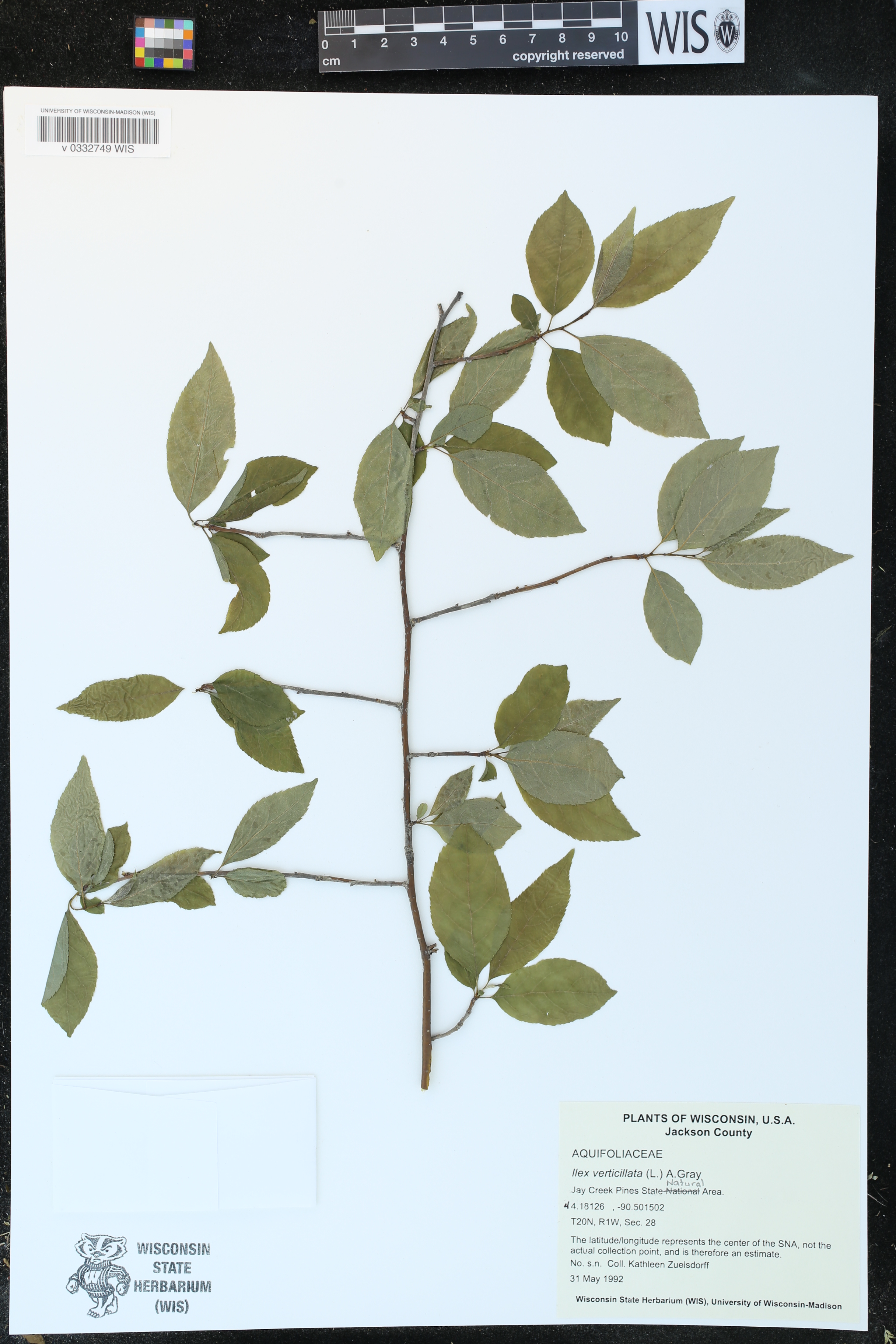 Ilex verticillata image