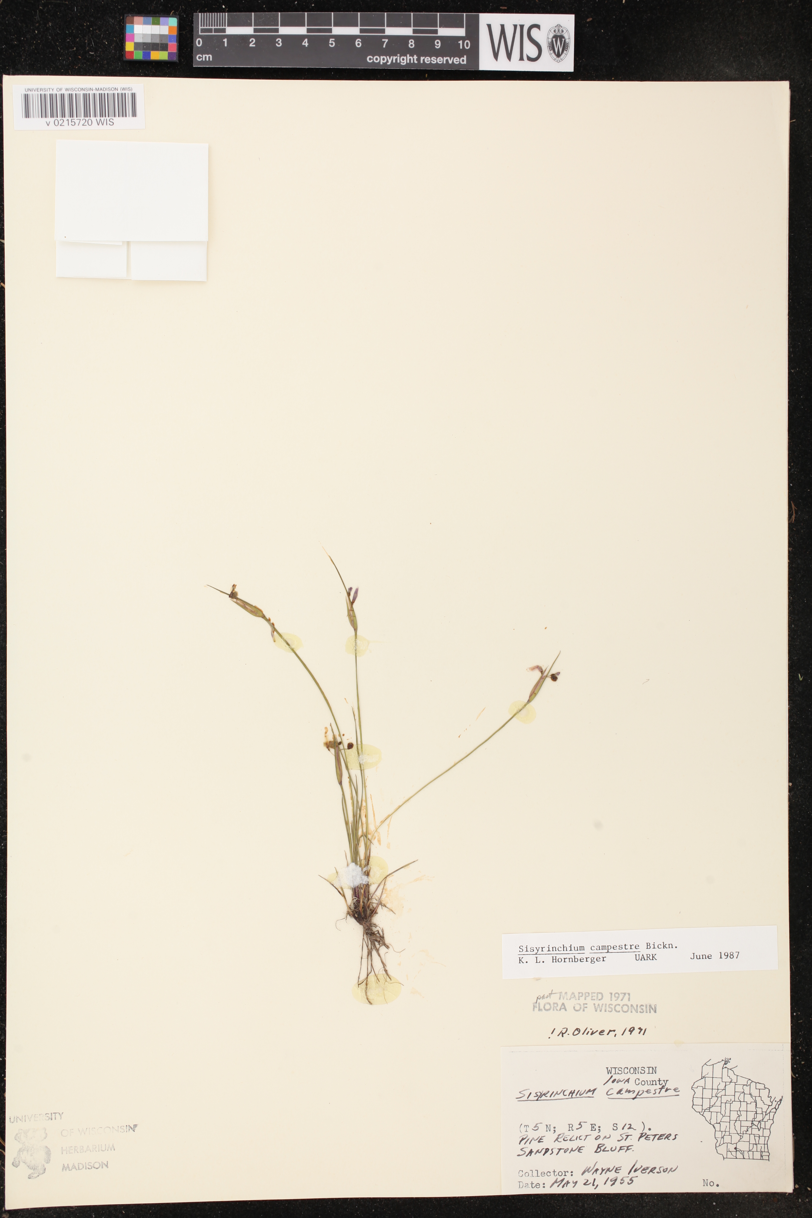 Sisyrinchium campestre image