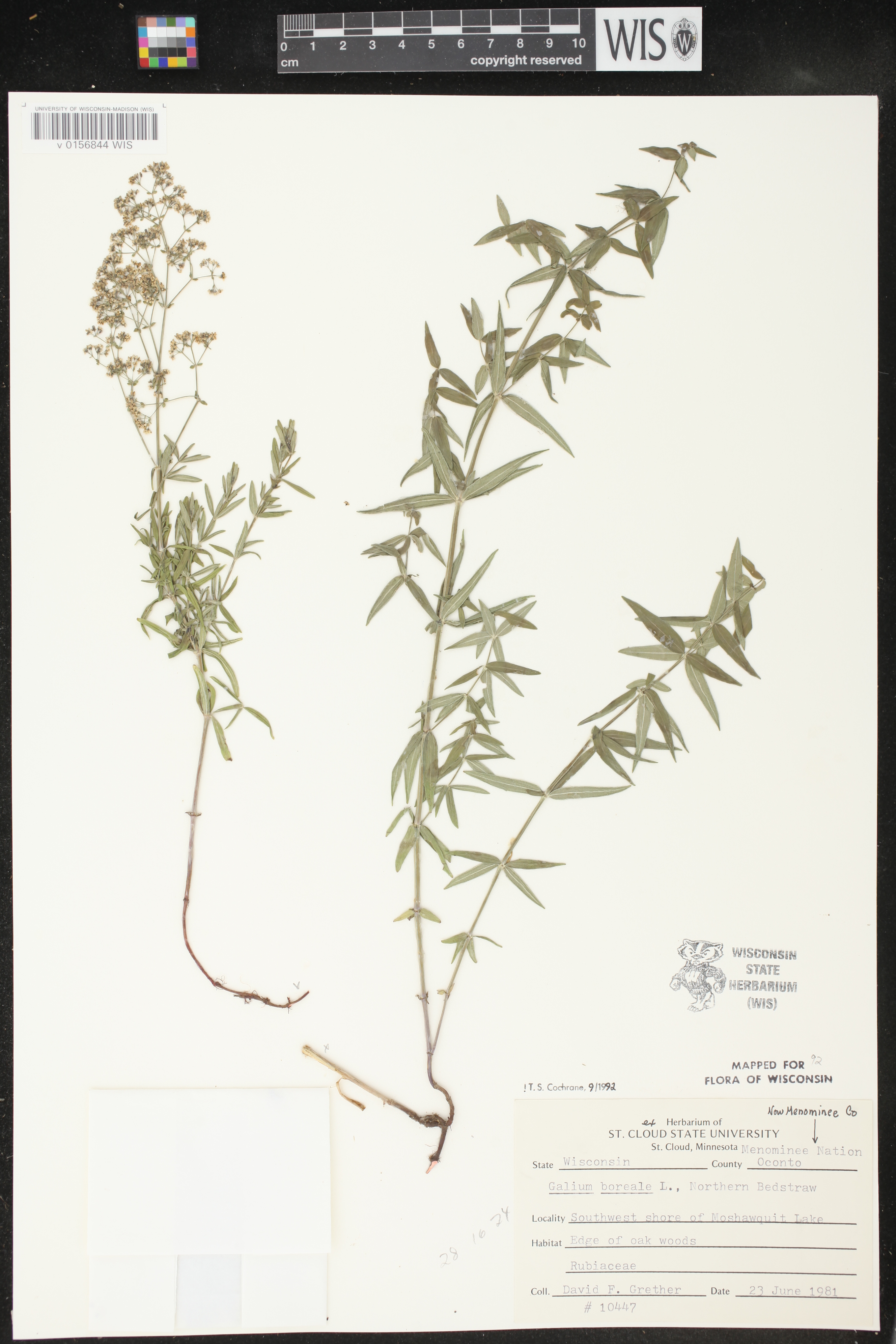 Galium boreale image