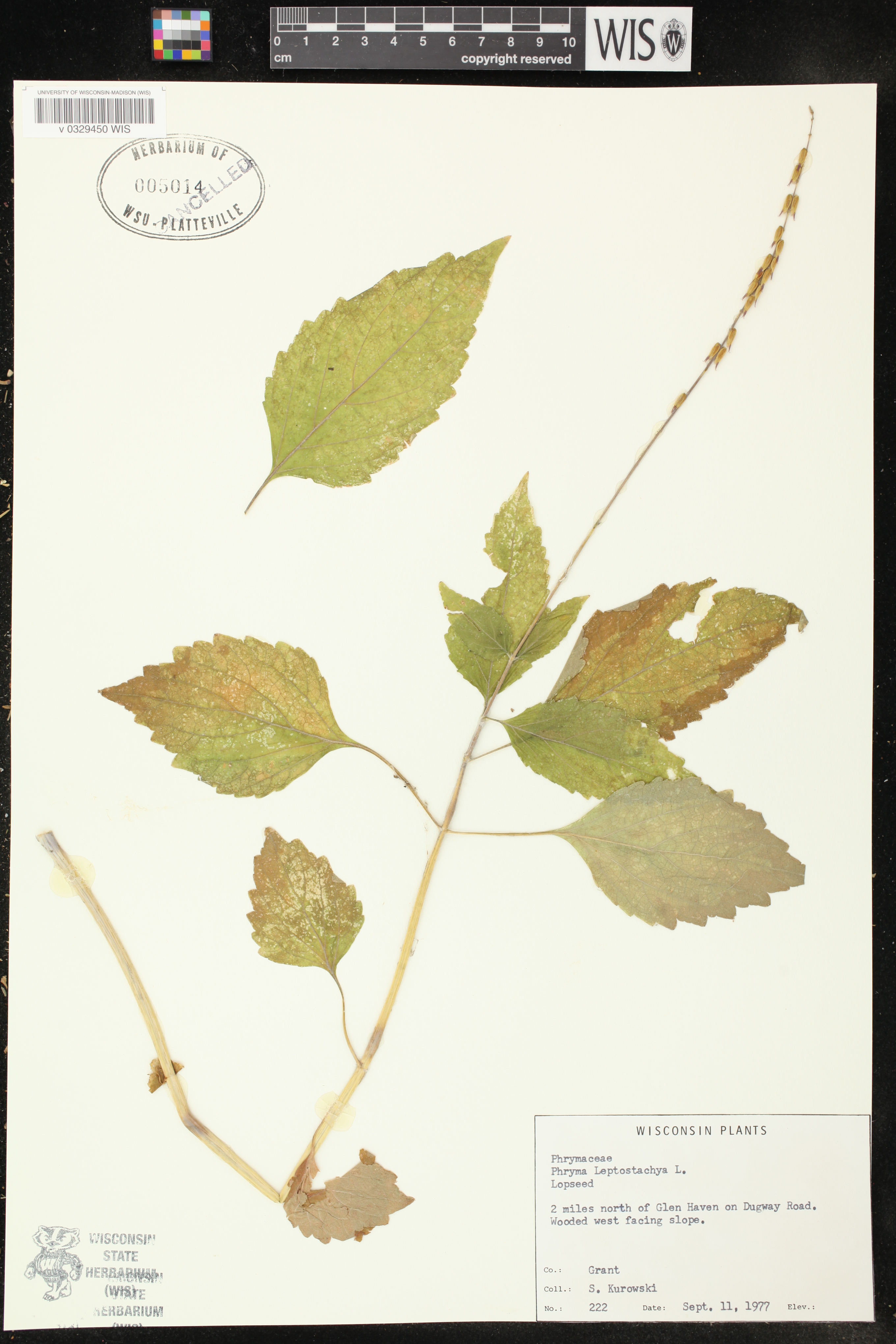 Phryma leptostachya image