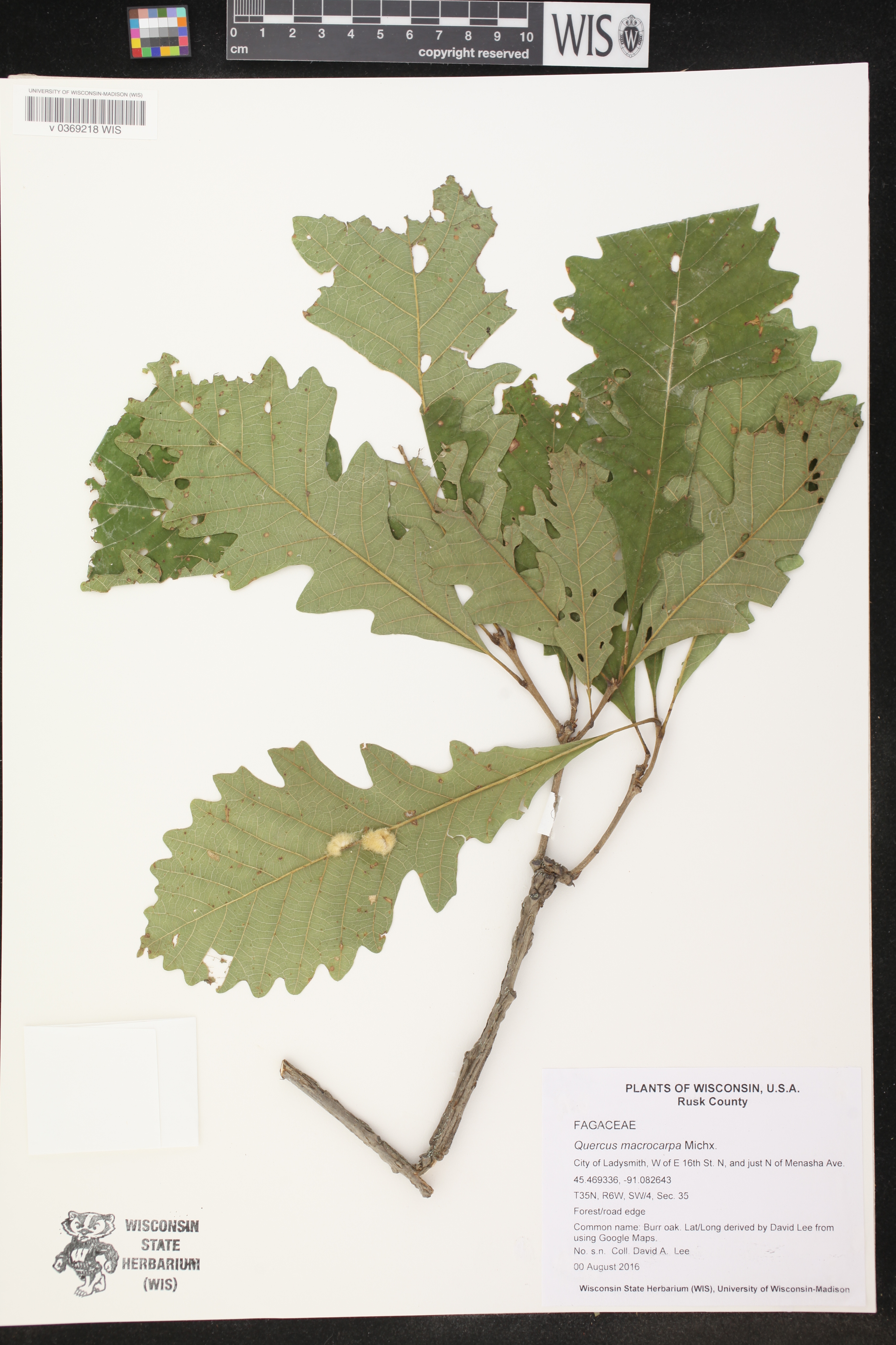Quercus macrocarpa image