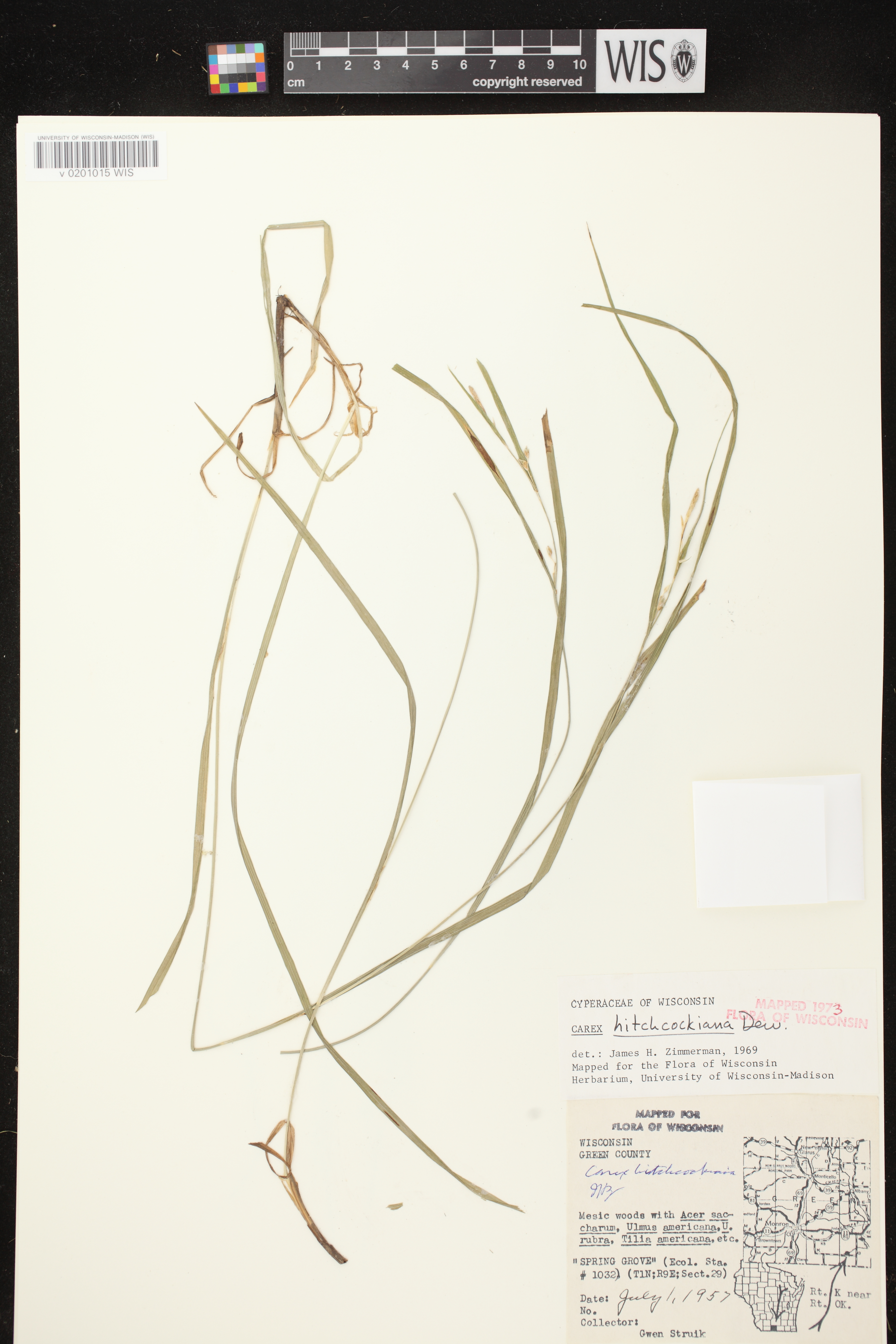 Carex hitchcockiana image