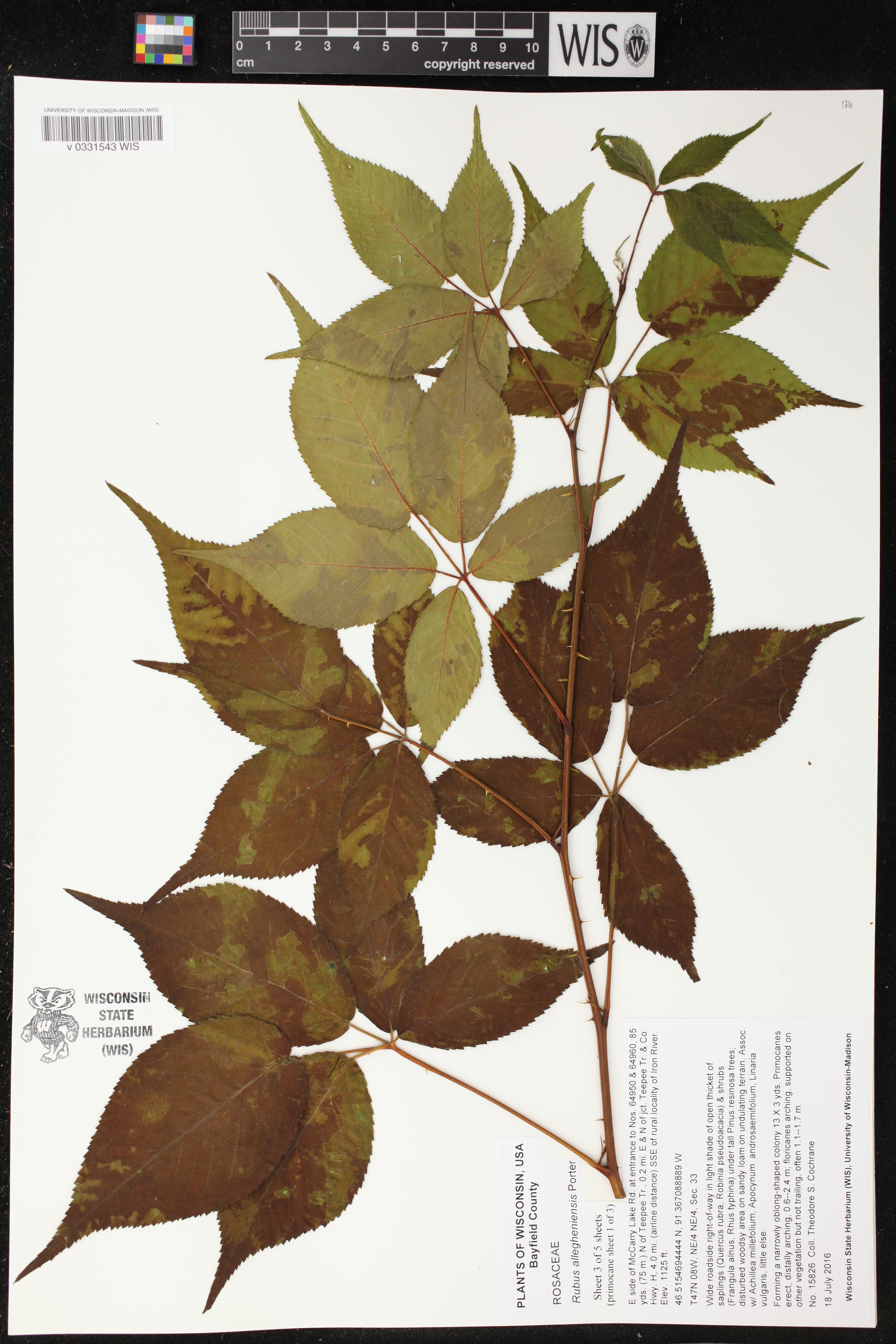 Rubus allegheniensis image
