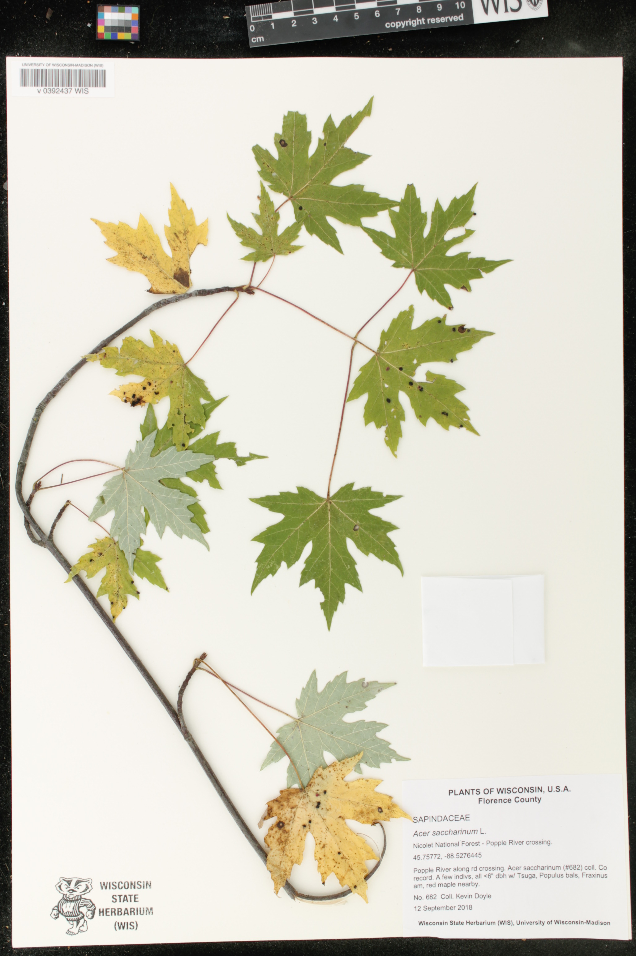 Acer saccharinum image