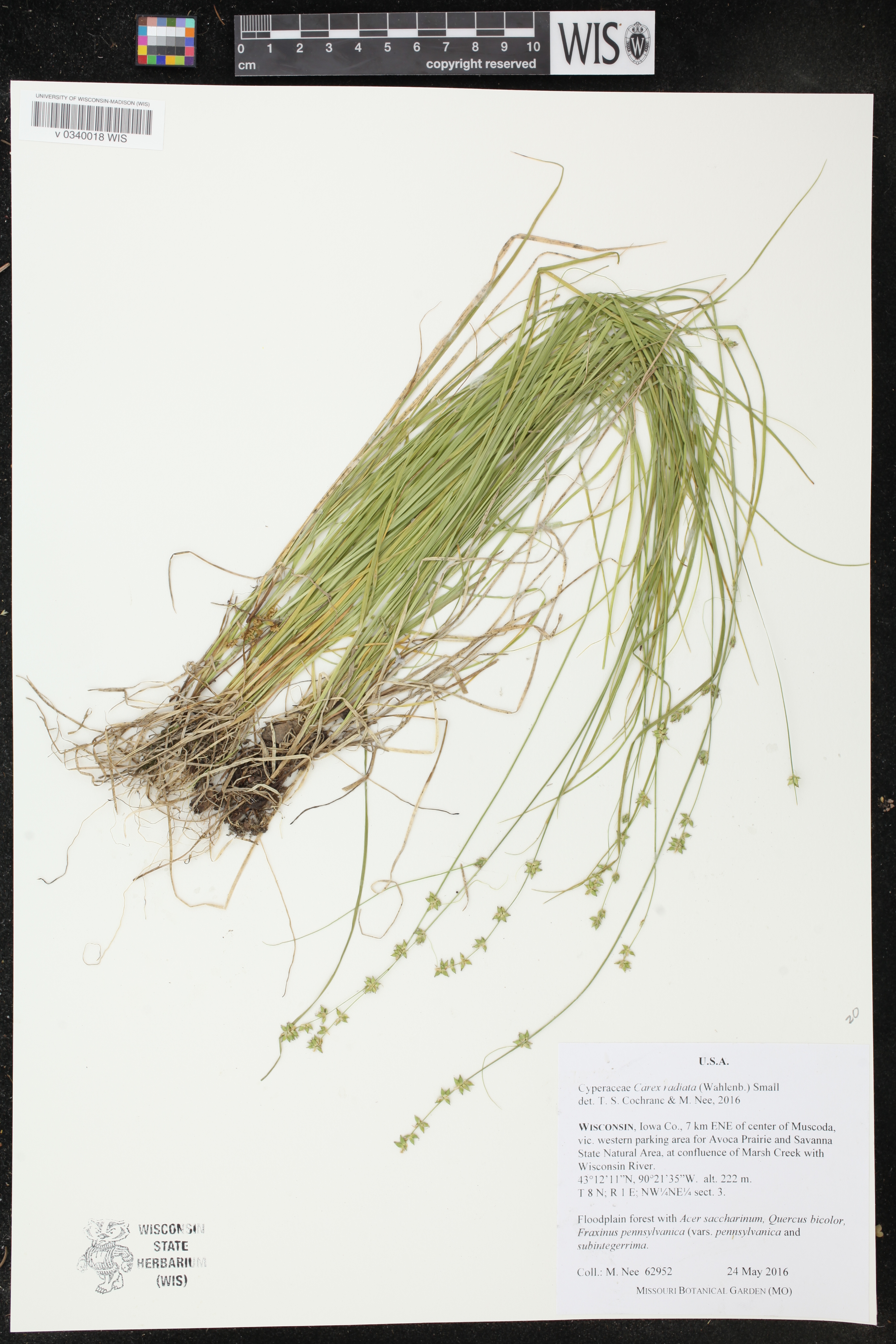 Carex radiata image