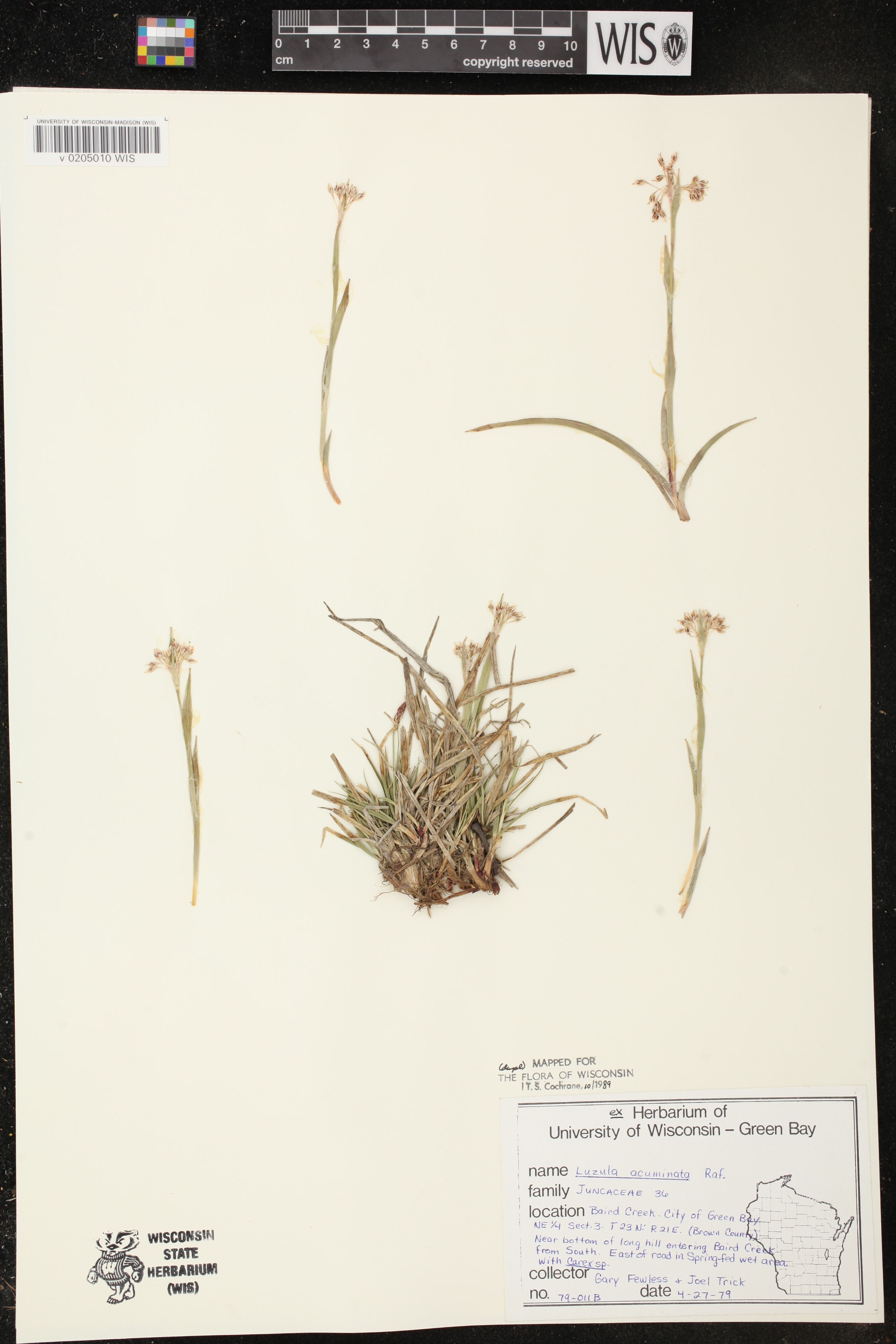 Luzula acuminata image