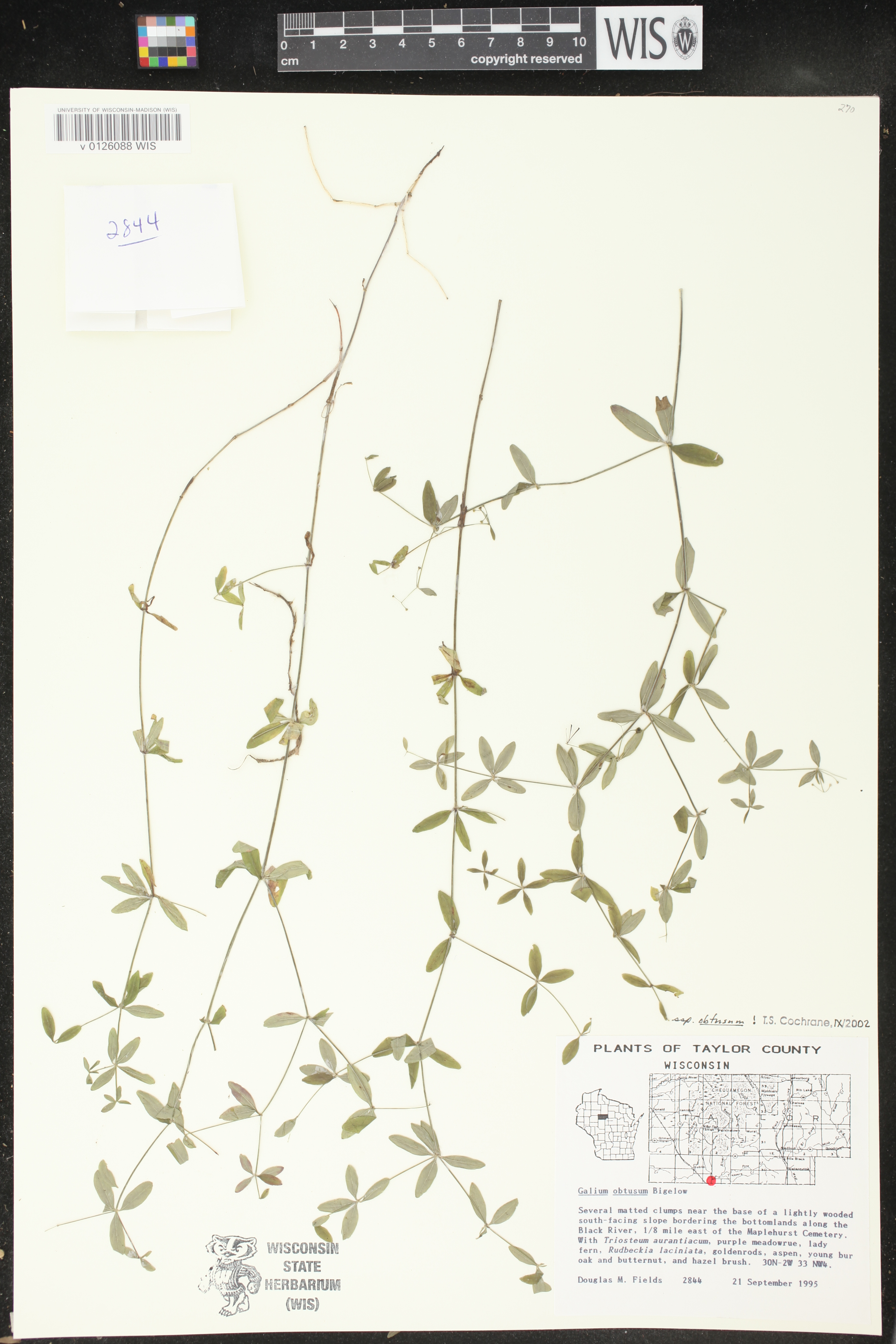 Galium obtusum subsp. obtusum image
