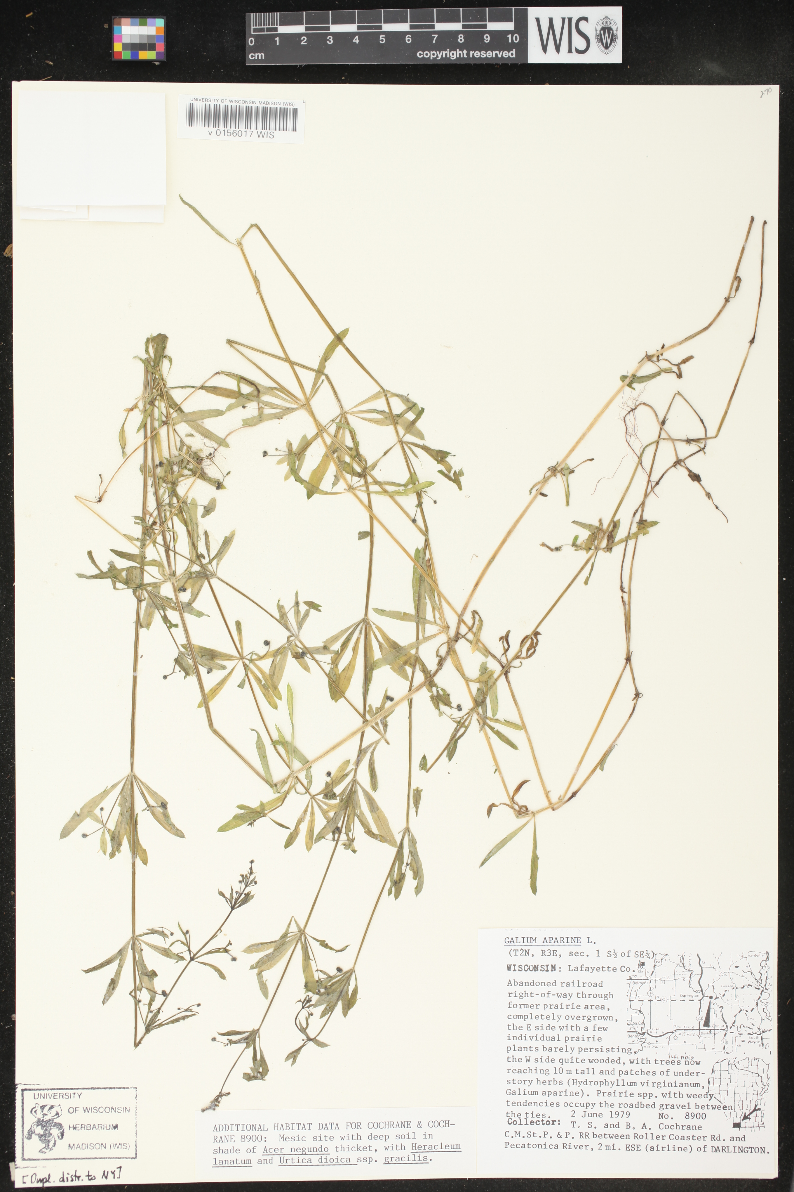Galium aparine image