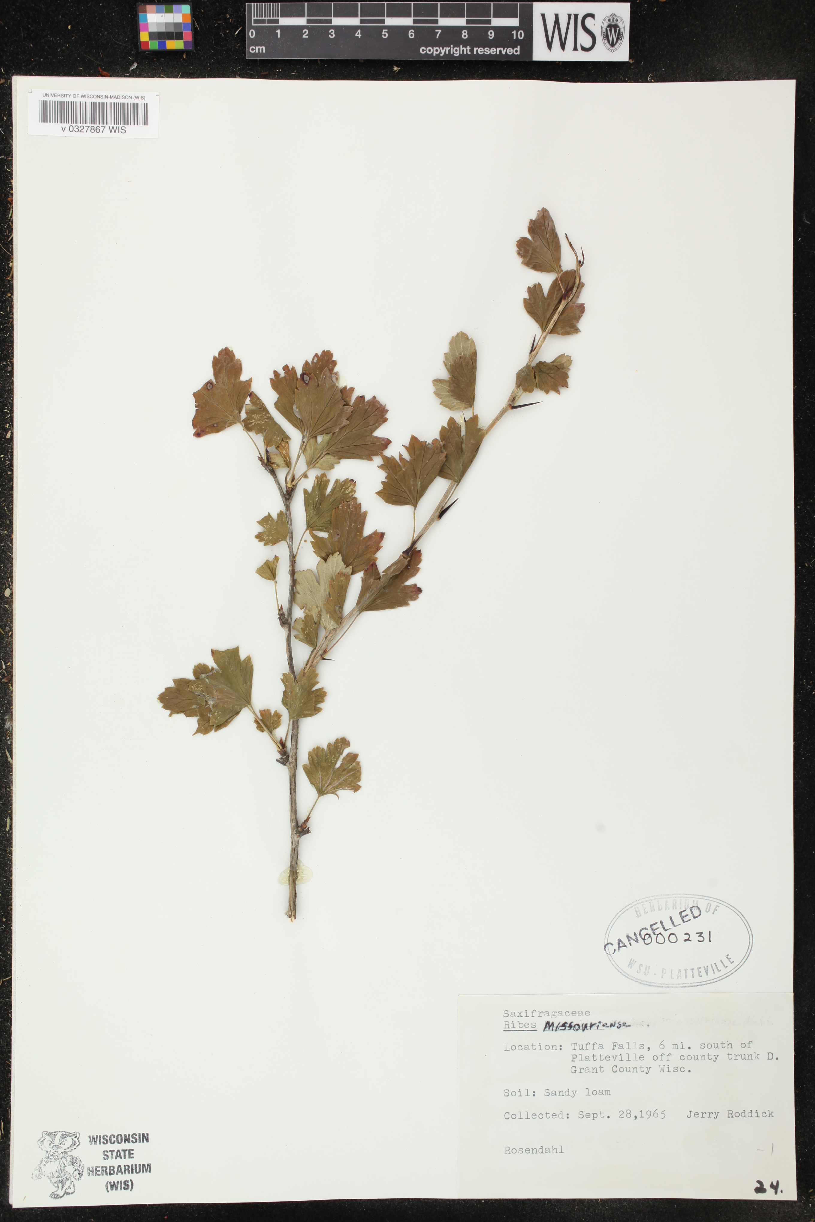 Ribes missouriense image