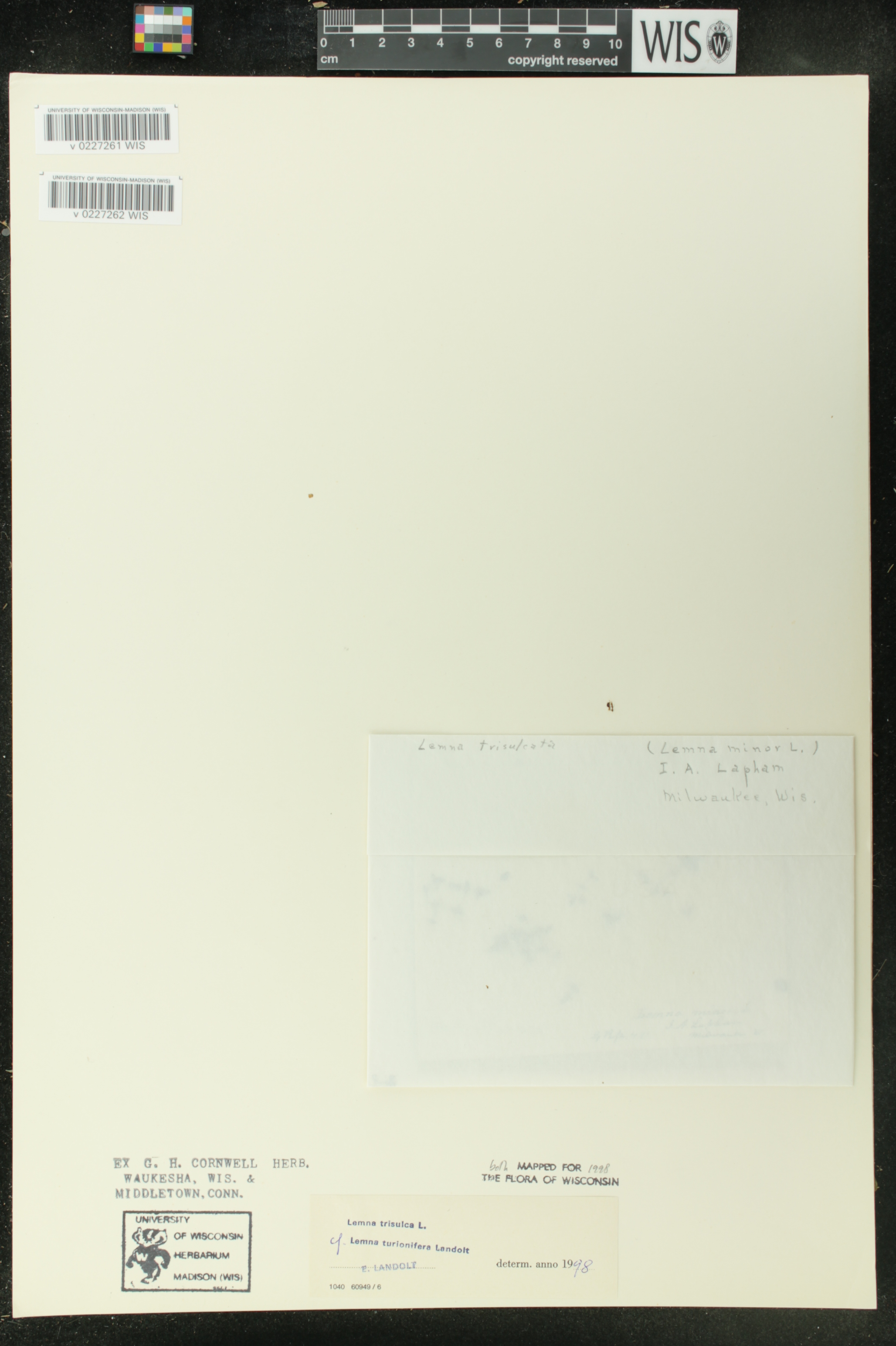 Lemna turionifera image